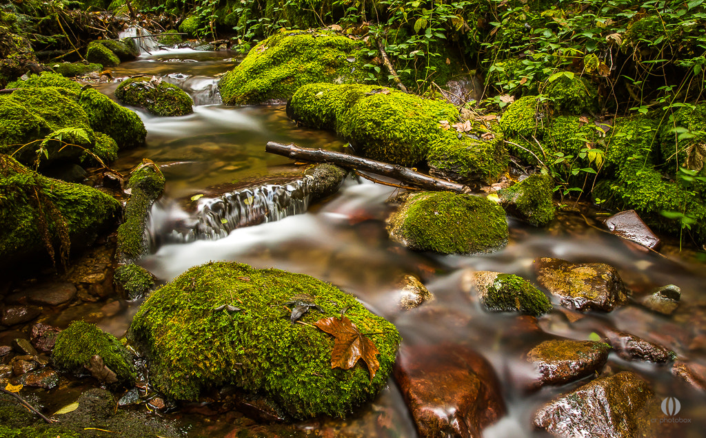 Nikon D500 + Sigma 18-35mm F1.8 DC HSM Art sample photo. Creeklife photography