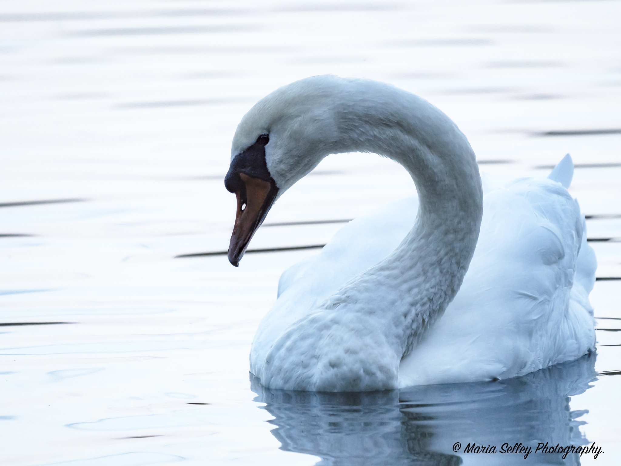 Olympus OM-D E-M5 II + LEICA DG 100-400/F4.0-6.3 sample photo. Beautiful swan photography