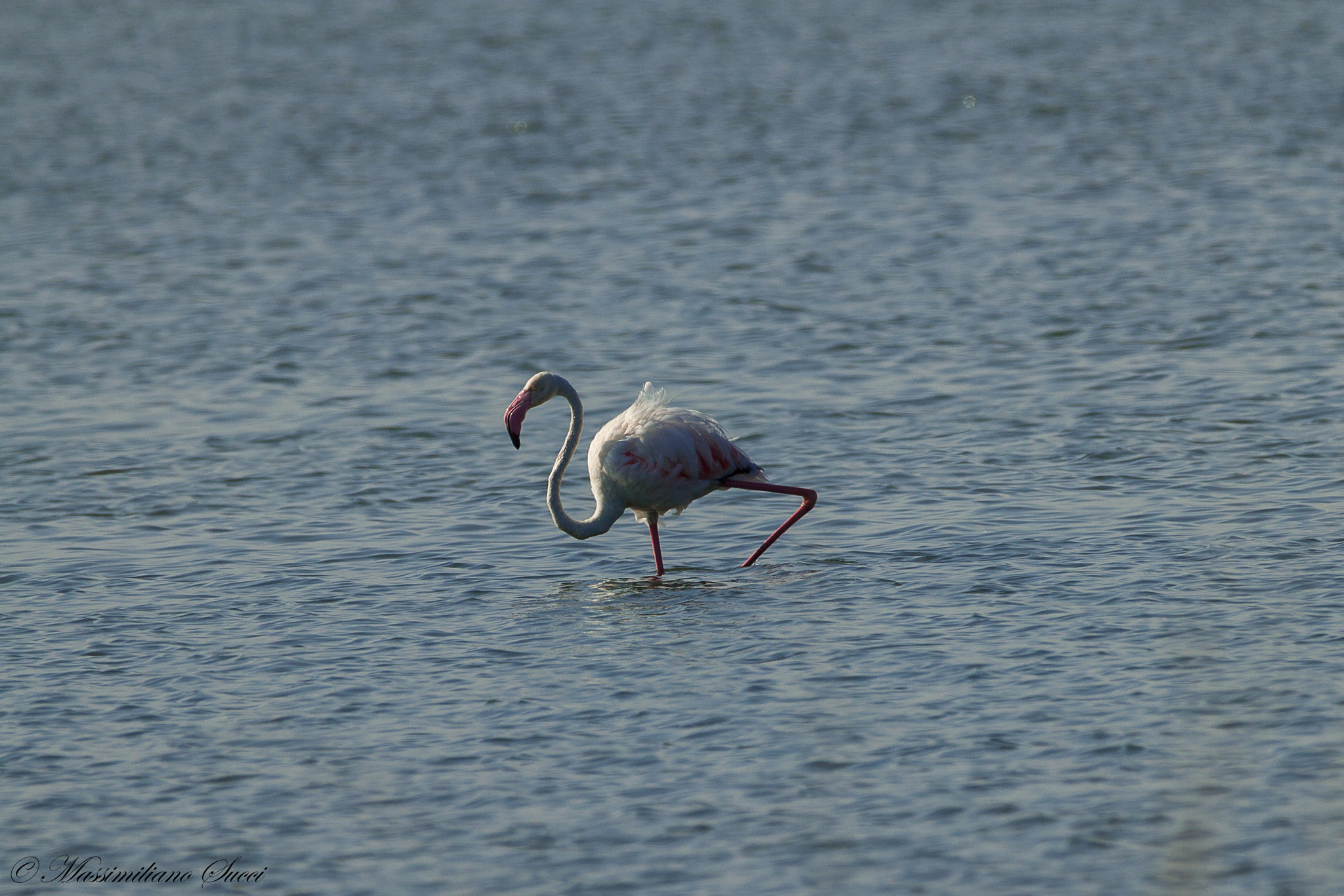 150-600mm F5-6.3 DG OS HSM | Contemporary 015 sample photo. Flamingo photography