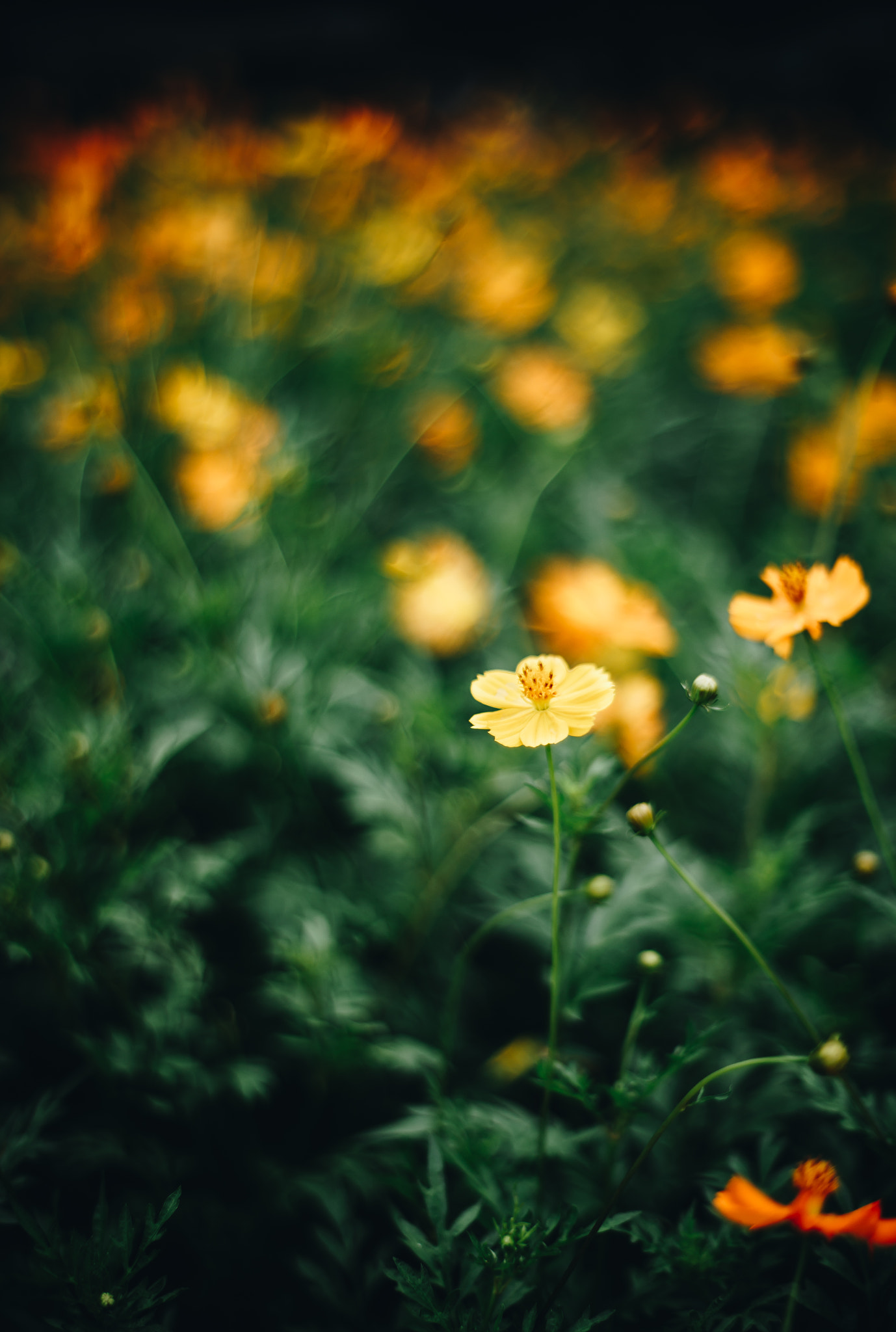ZEISS Planar T* 50mm F1.4 sample photo. Unknown flower photography