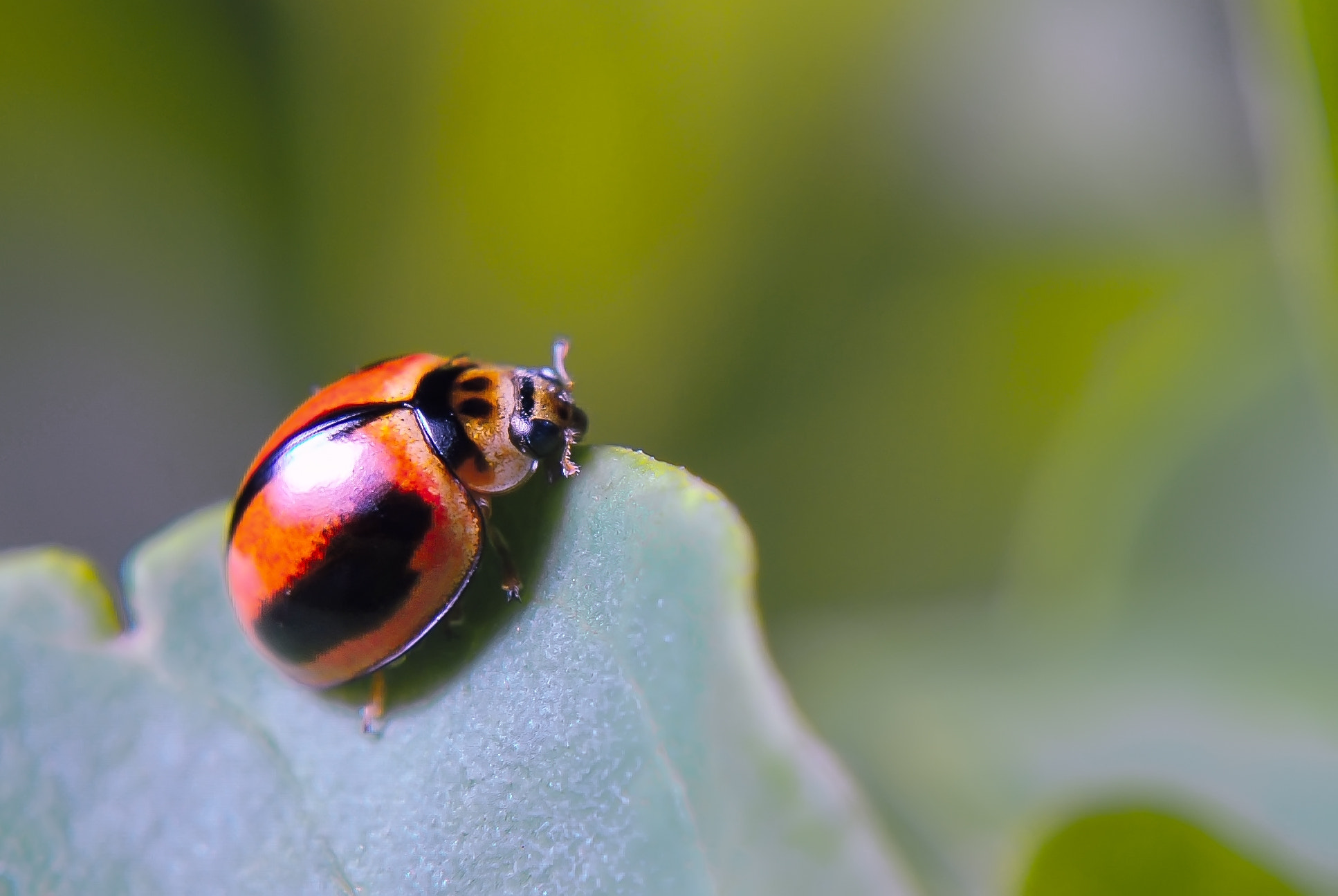 Nikon D60 sample photo. Ladybugs photography