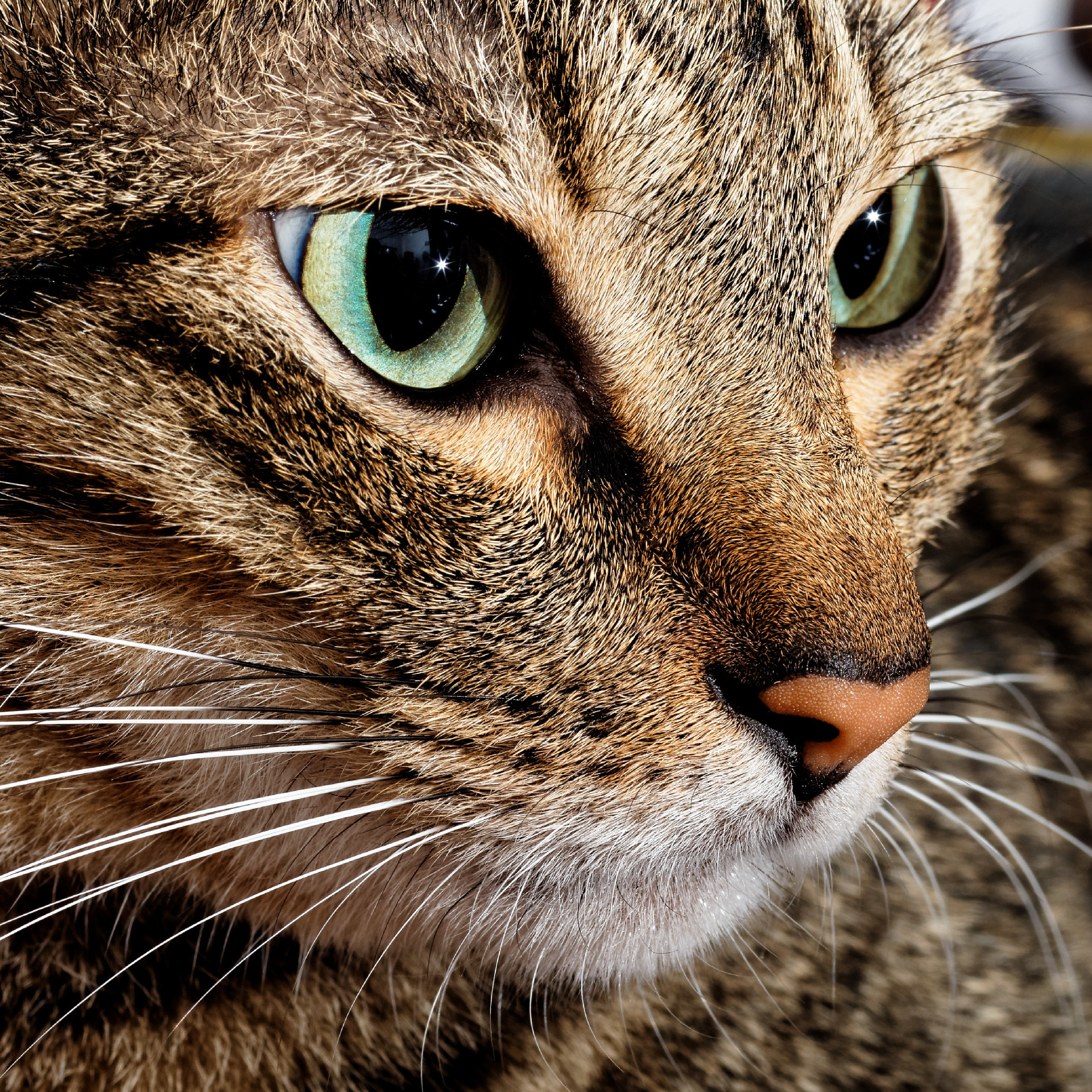 Canon EOS 5DS R + Canon EF 135mm F2L USM sample photo. 炯 photography