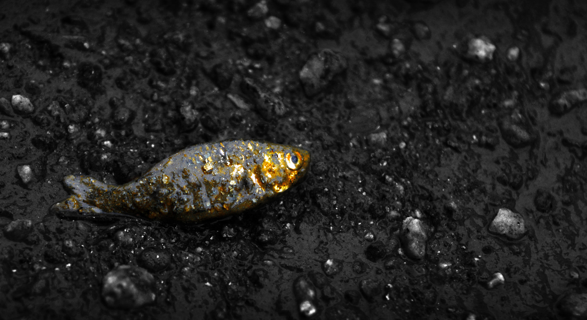 Sigma 50-150mm F2.8 EX APO DC HSM II sample photo. Golden fish photography