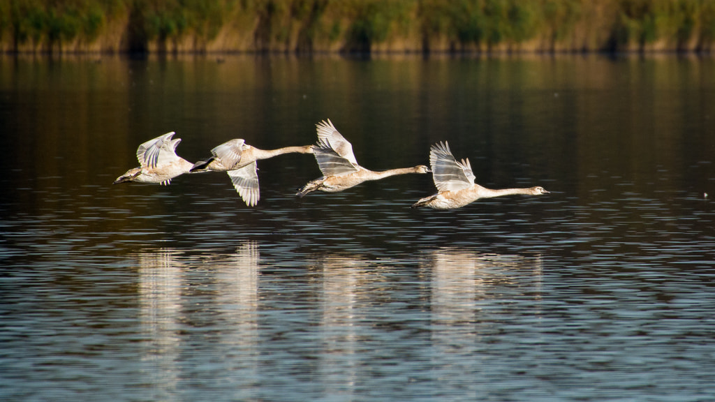 Nikon D7100 + Sigma 50-500mm F4.5-6.3 DG OS HSM sample photo. The young ones photography