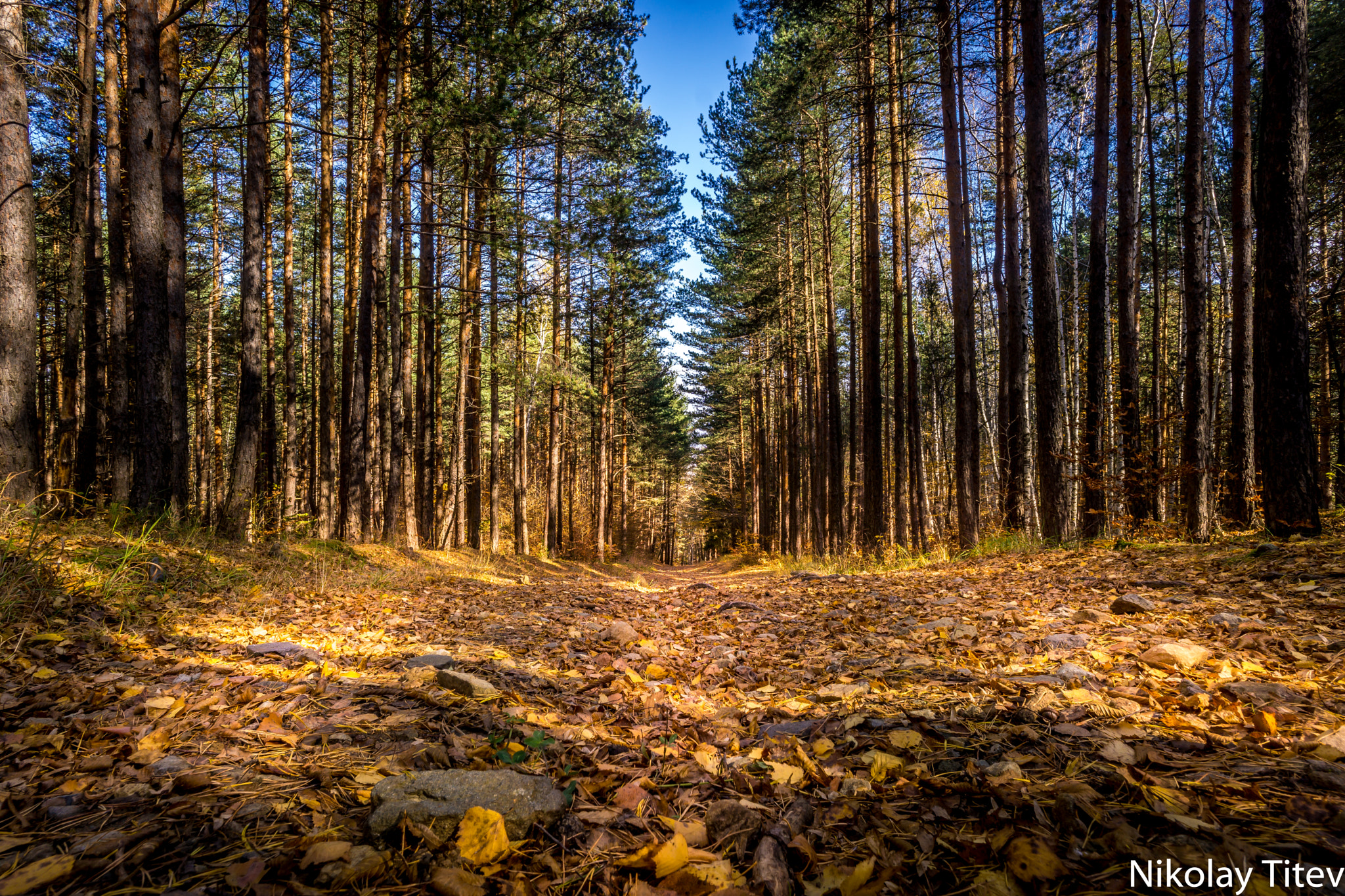 ZEISS Touit 12mm F2.8 sample photo. Fall photography