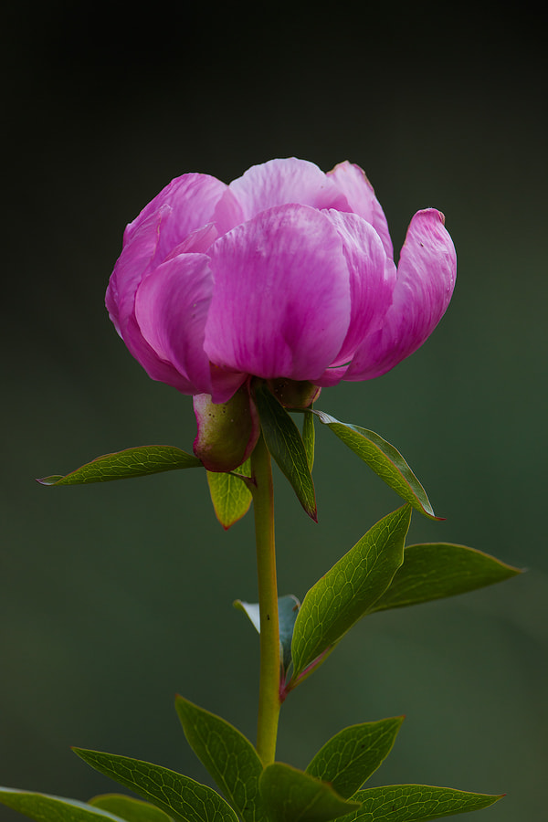 Canon EOS 70D + Canon EF 300mm F2.8L IS II USM sample photo. Solo una flor photography