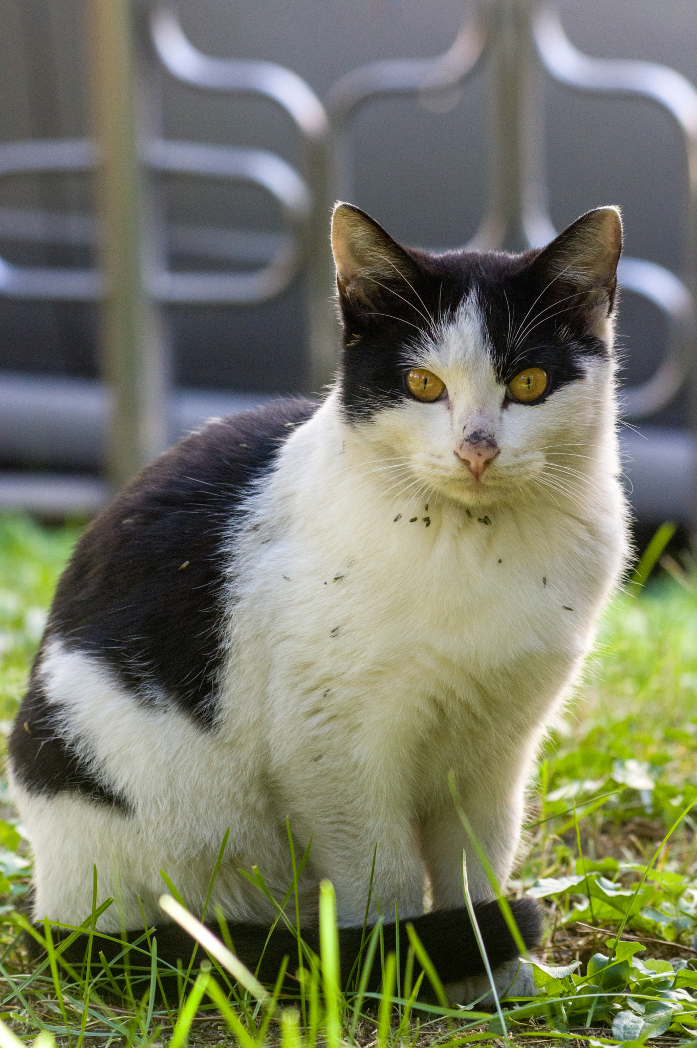 Pentax K-3 + smc PENTAX-F 70-210mm F4-5.6 sample photo. Stray cat photography