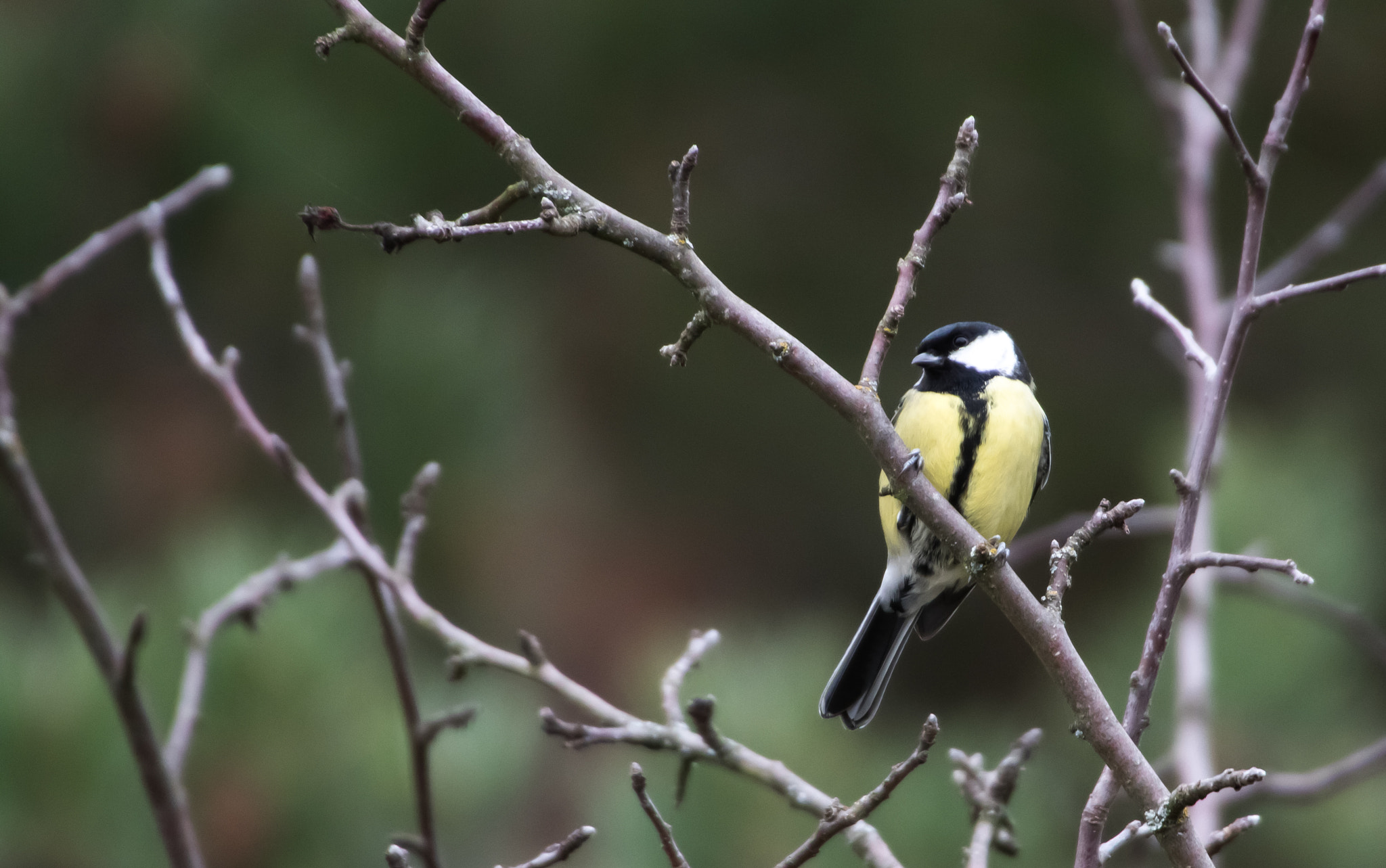 Canon EOS 7D Mark II + Sigma 50-500mm F4.5-6.3 DG OS HSM sample photo. Great tit staring photography