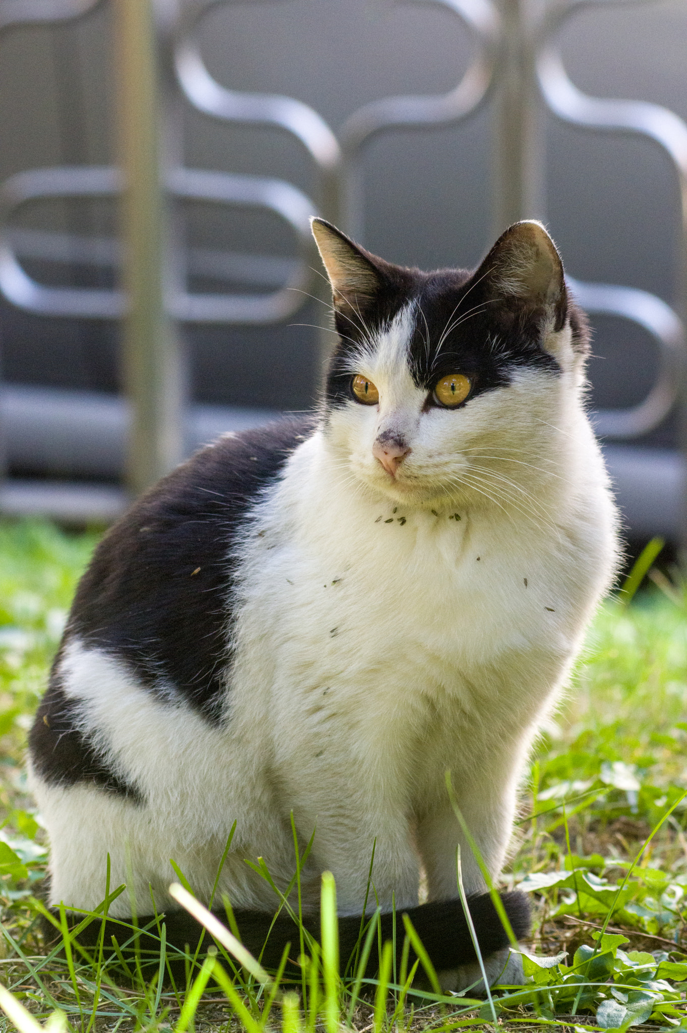 Pentax K-3 + smc PENTAX-F 70-210mm F4-5.6 sample photo. Stray cat photography