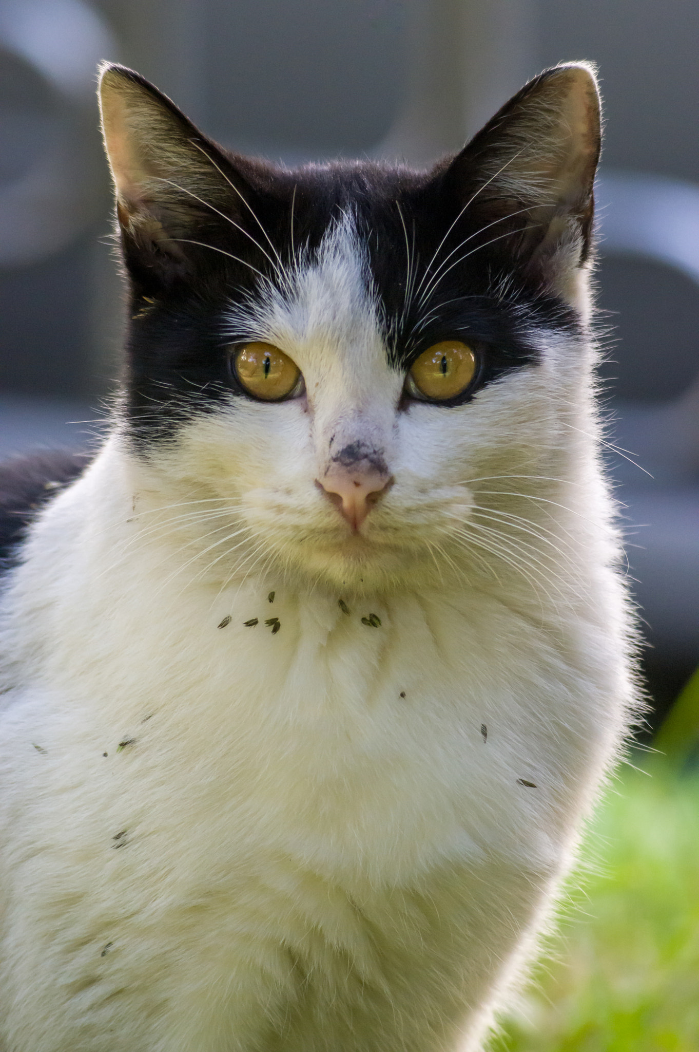 Pentax K-3 sample photo. Stray cat photography