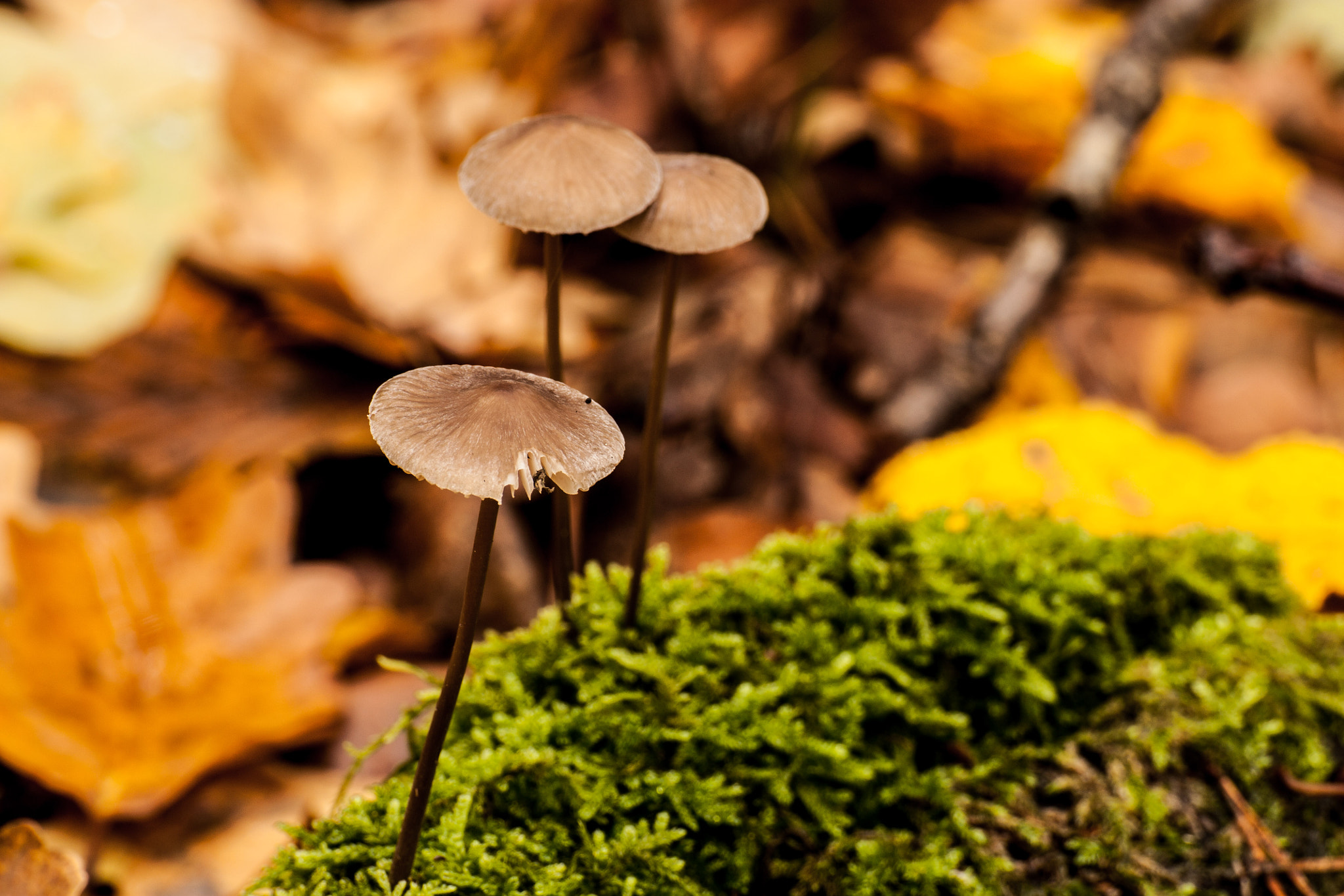 Tamron SP 35mm F1.8 Di VC USD sample photo. Autumn_poland photography