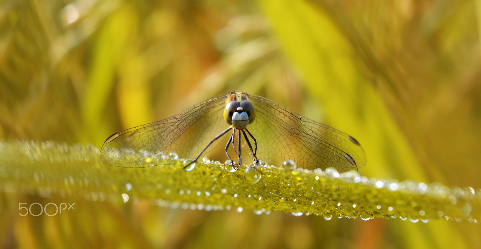 AF Zoom-Nikkor 35-135mm f/3.5-4.5 sample photo. Dragon photography