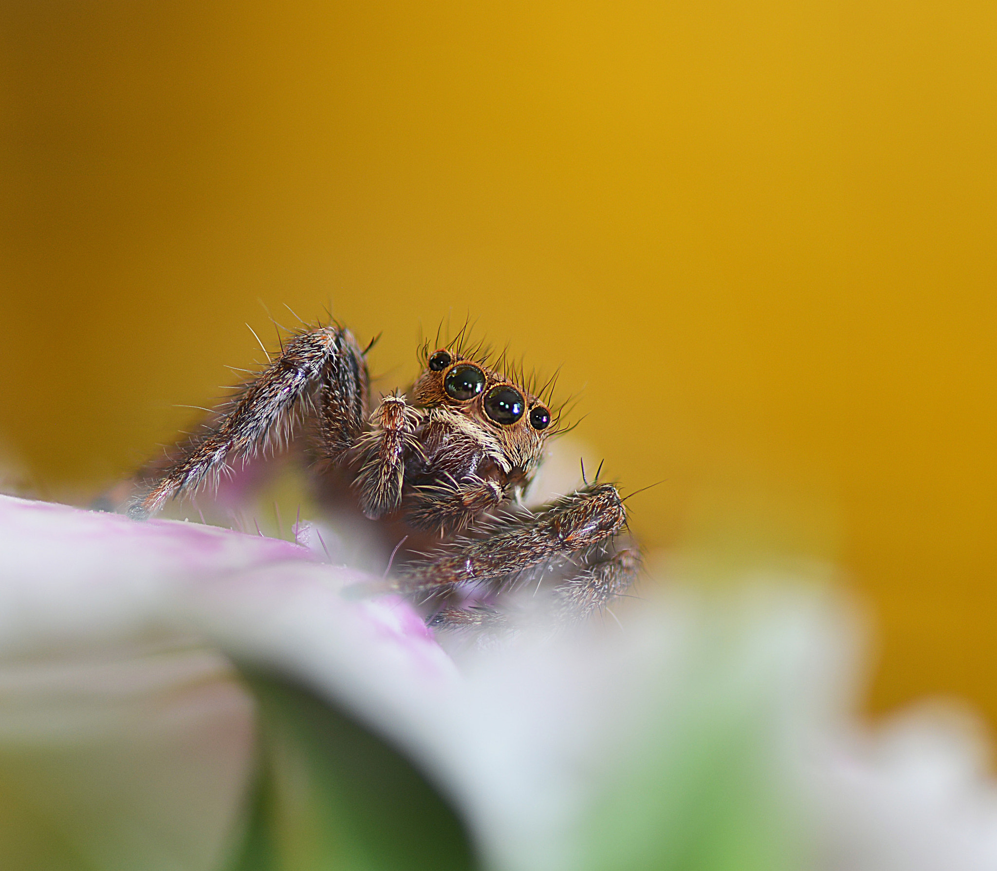 Nikon D800E sample photo. Jumper photography