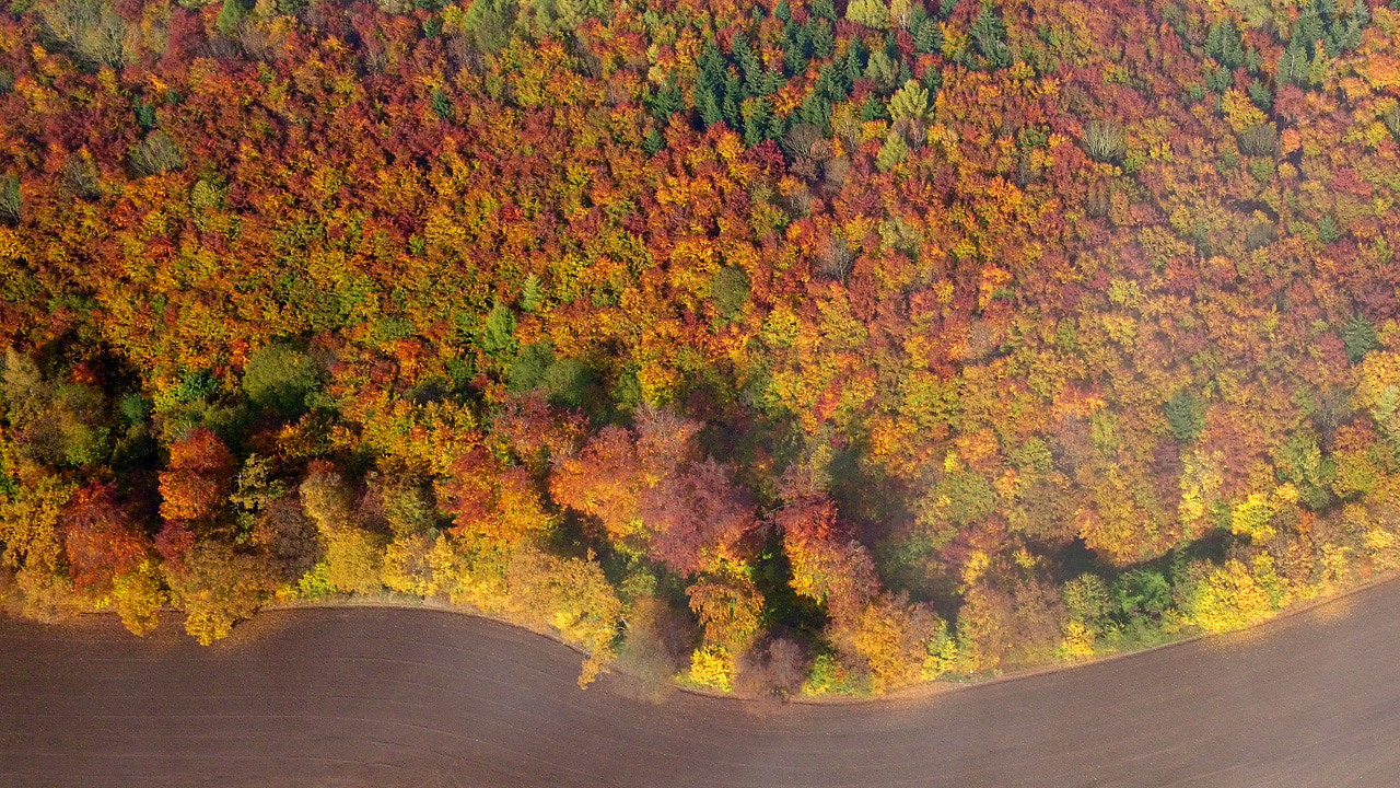 DJI FC550 sample photo. Autumnal colour palette photography