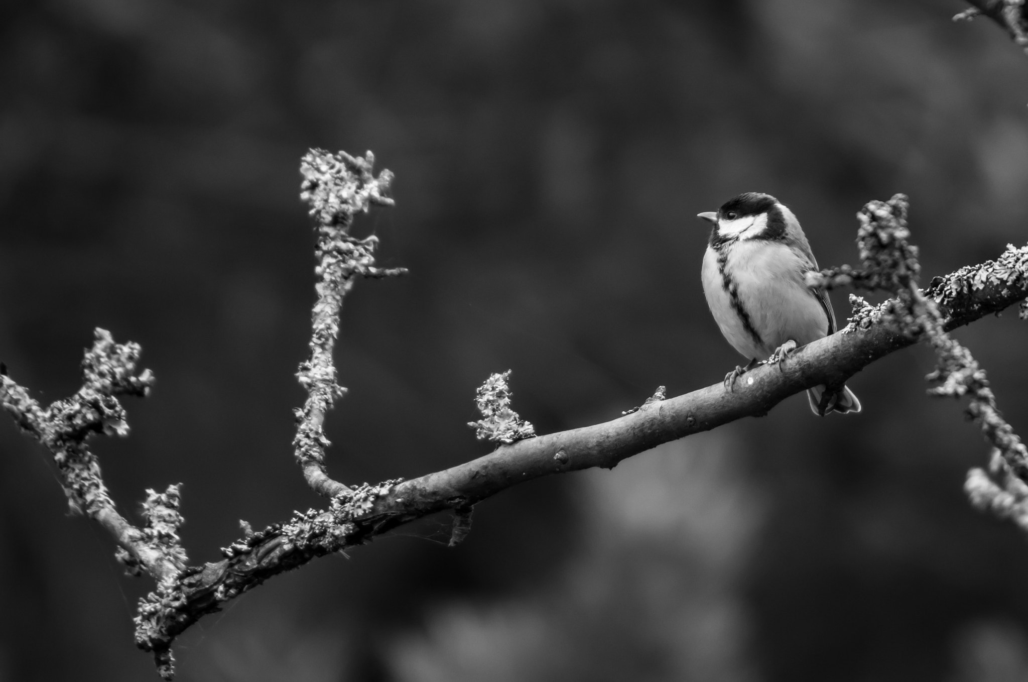 Canon EOS 7D Mark II + Sigma 50-500mm F4.5-6.3 DG OS HSM sample photo. Great tit black and white photography