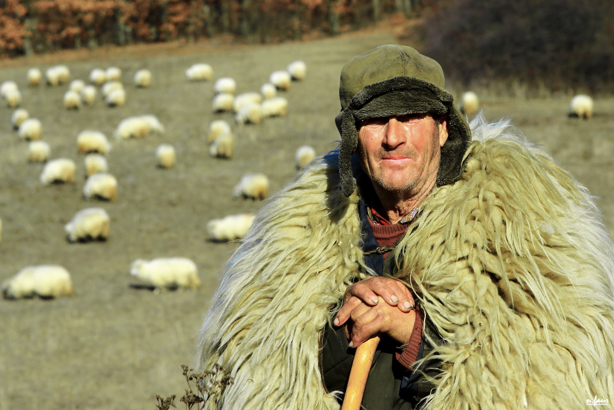 Canon EF 28-135mm F3.5-5.6 IS USM sample photo. Lonely shepherd photography