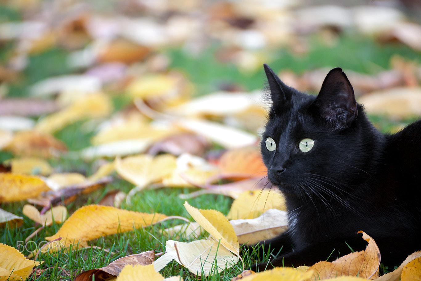 Tamron SP 35mm F1.8 Di VC USD sample photo. Cat portrait fips photography