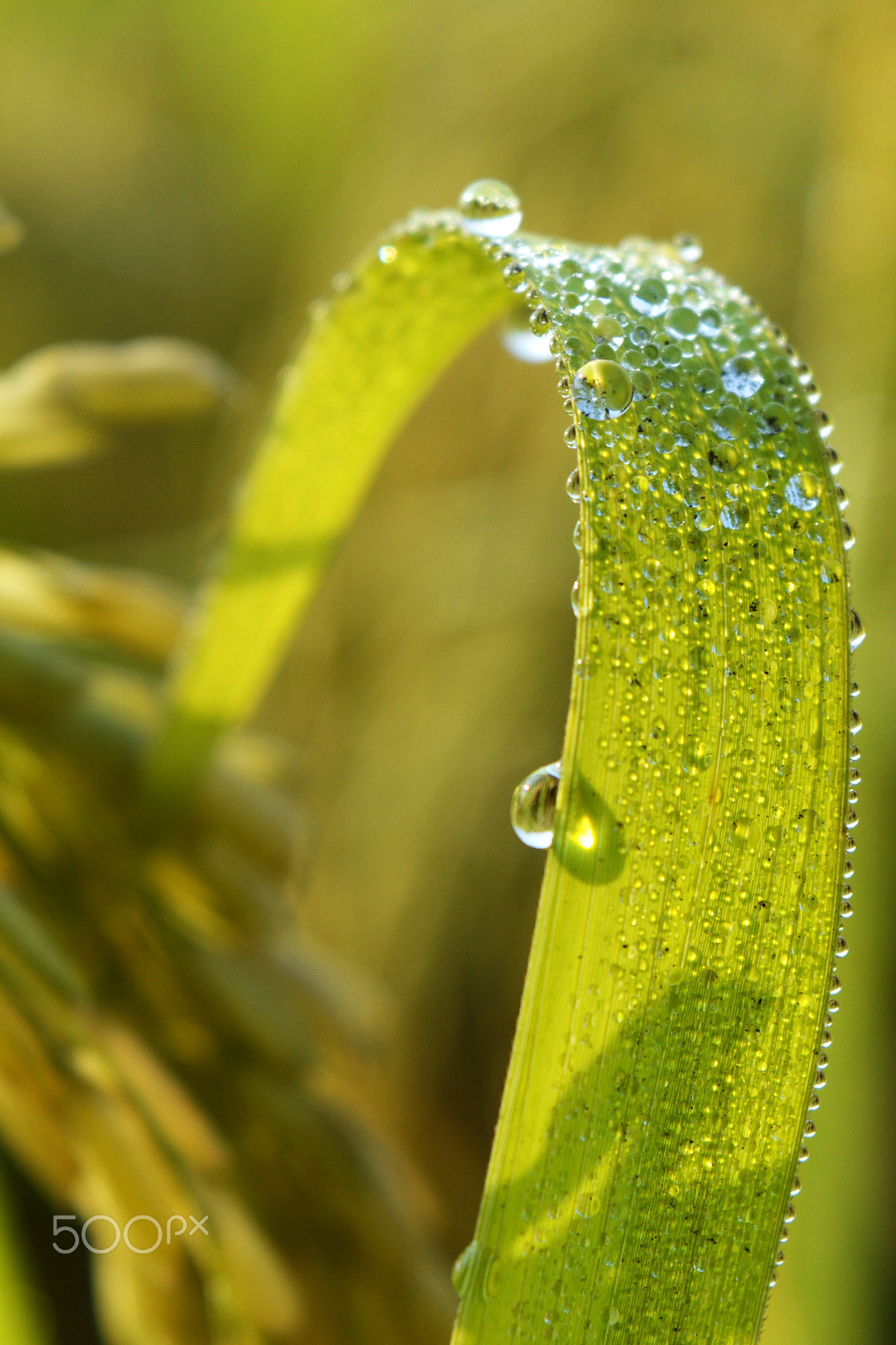 AF Nikkor 28mm f/1.4D sample photo. Drops photography