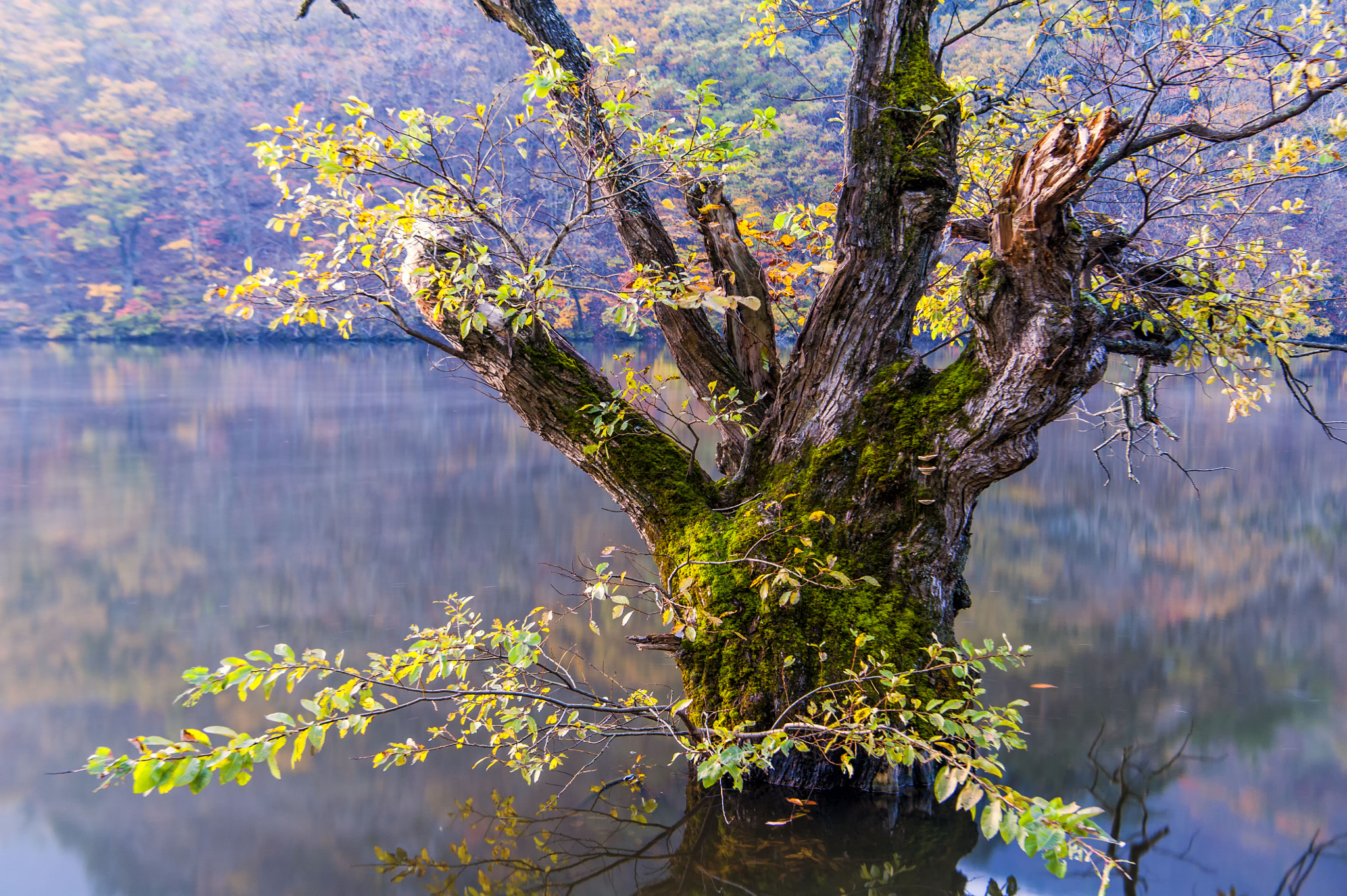 Nikon AF-S Nikkor 24-70mm F2.8E ED VR sample photo. Morning of jusanji photography