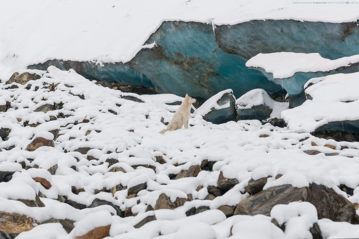 Sony Alpha a99 sample photo. А dog named ‘fog’ and aktru glacier photography