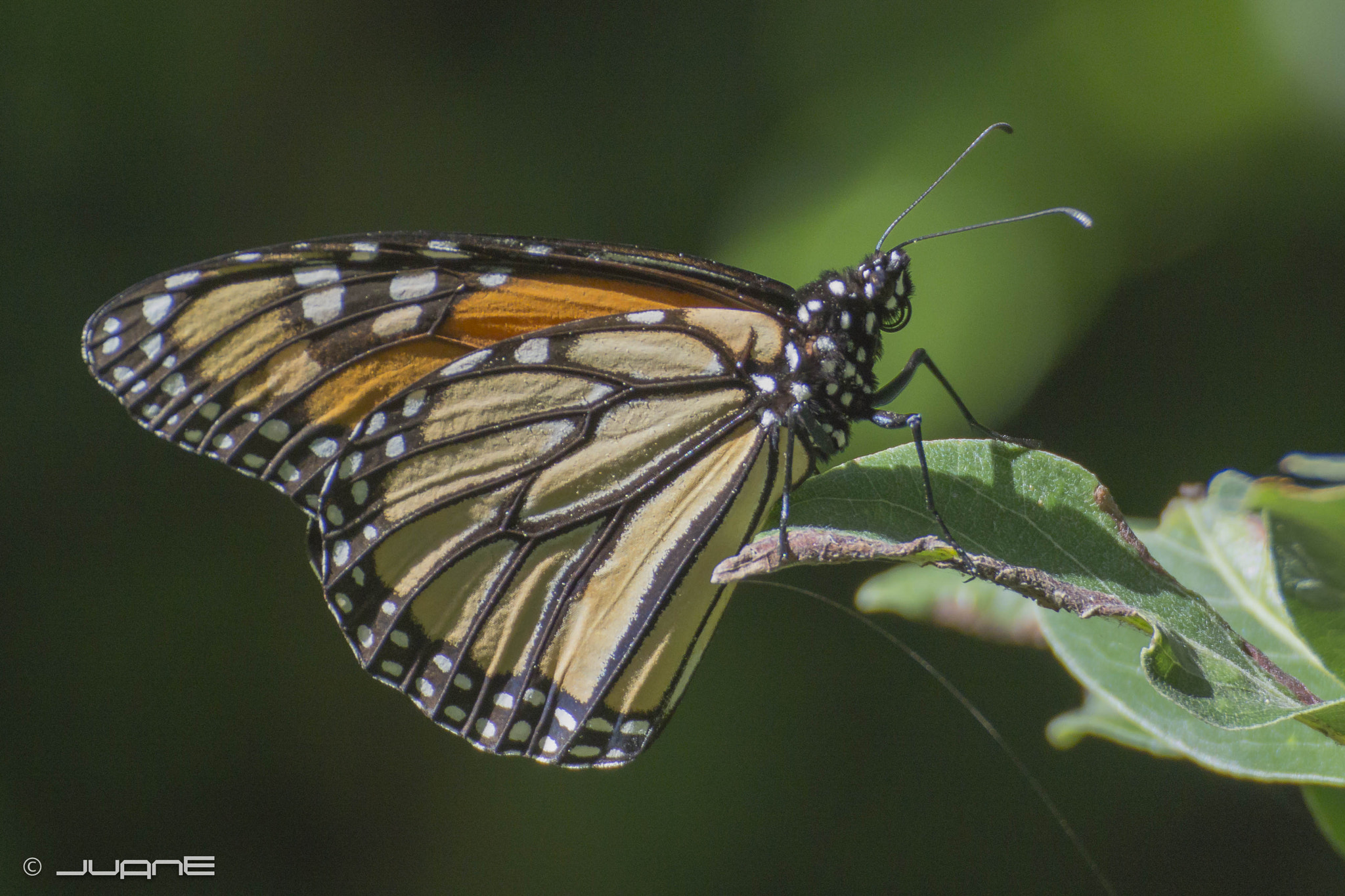 Nikon 1 V2 + VR 70-300mm f/4-5.6G sample photo. Mariposa monarca (danaus plexippus) photography