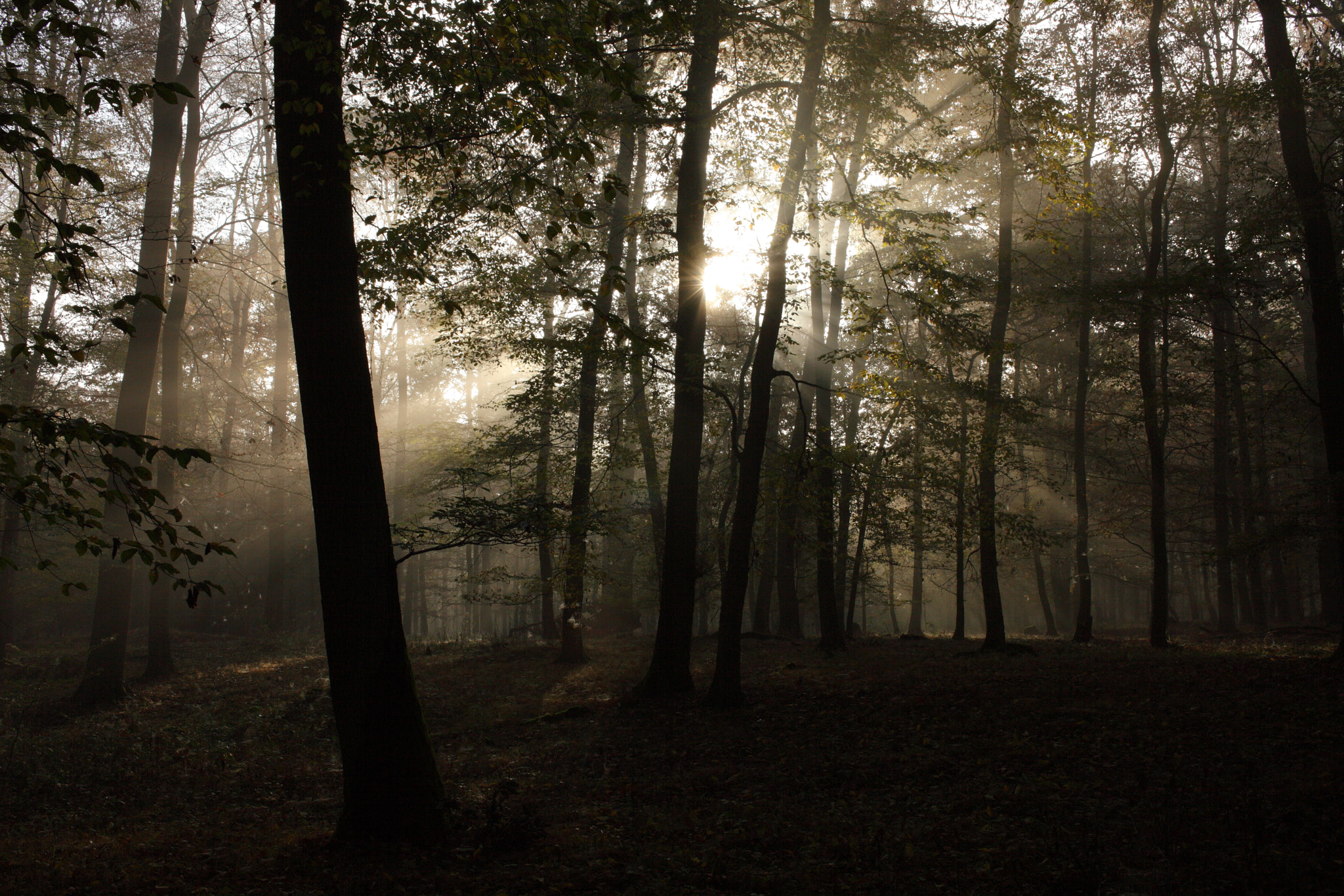 Canon EOS 5D Mark II + Canon EF 35mm F2 sample photo. Foggy sunrise photography