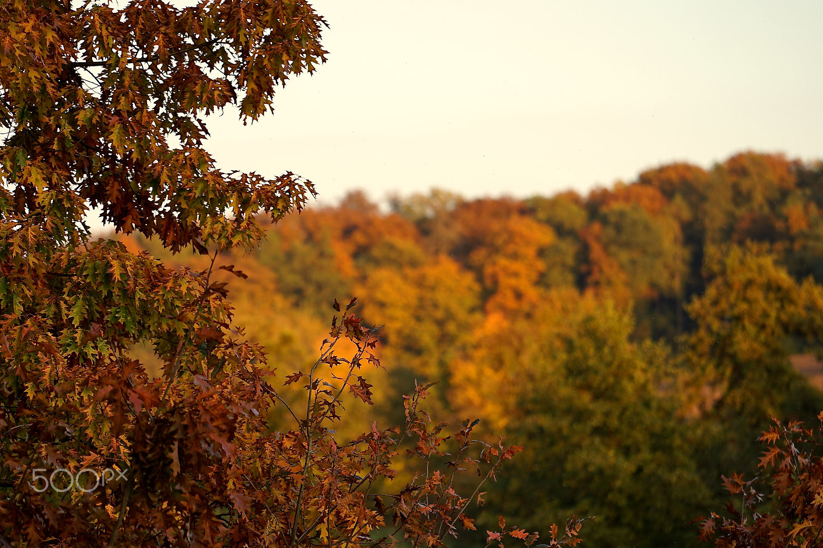 Sony a7 II + Sony FE 70-200mm F4 G OSS sample photo. Herbstbilder photography