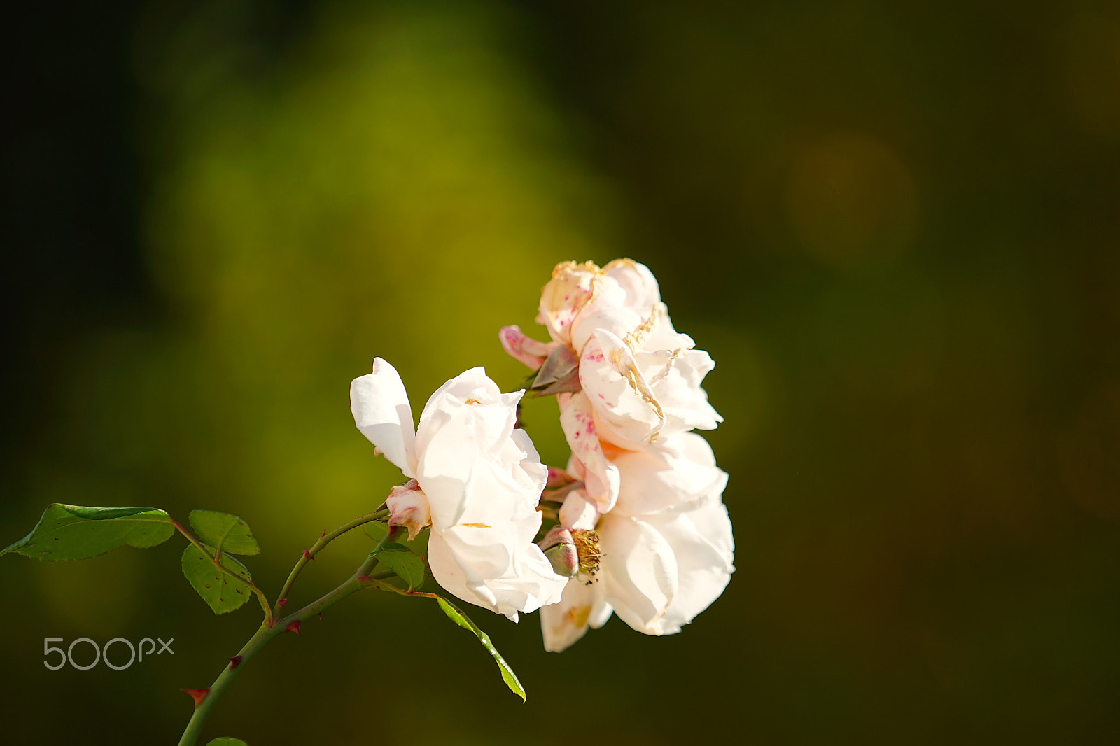 Sony a7 II + Sony FE 70-200mm F4 G OSS sample photo. Herbstbilder photography