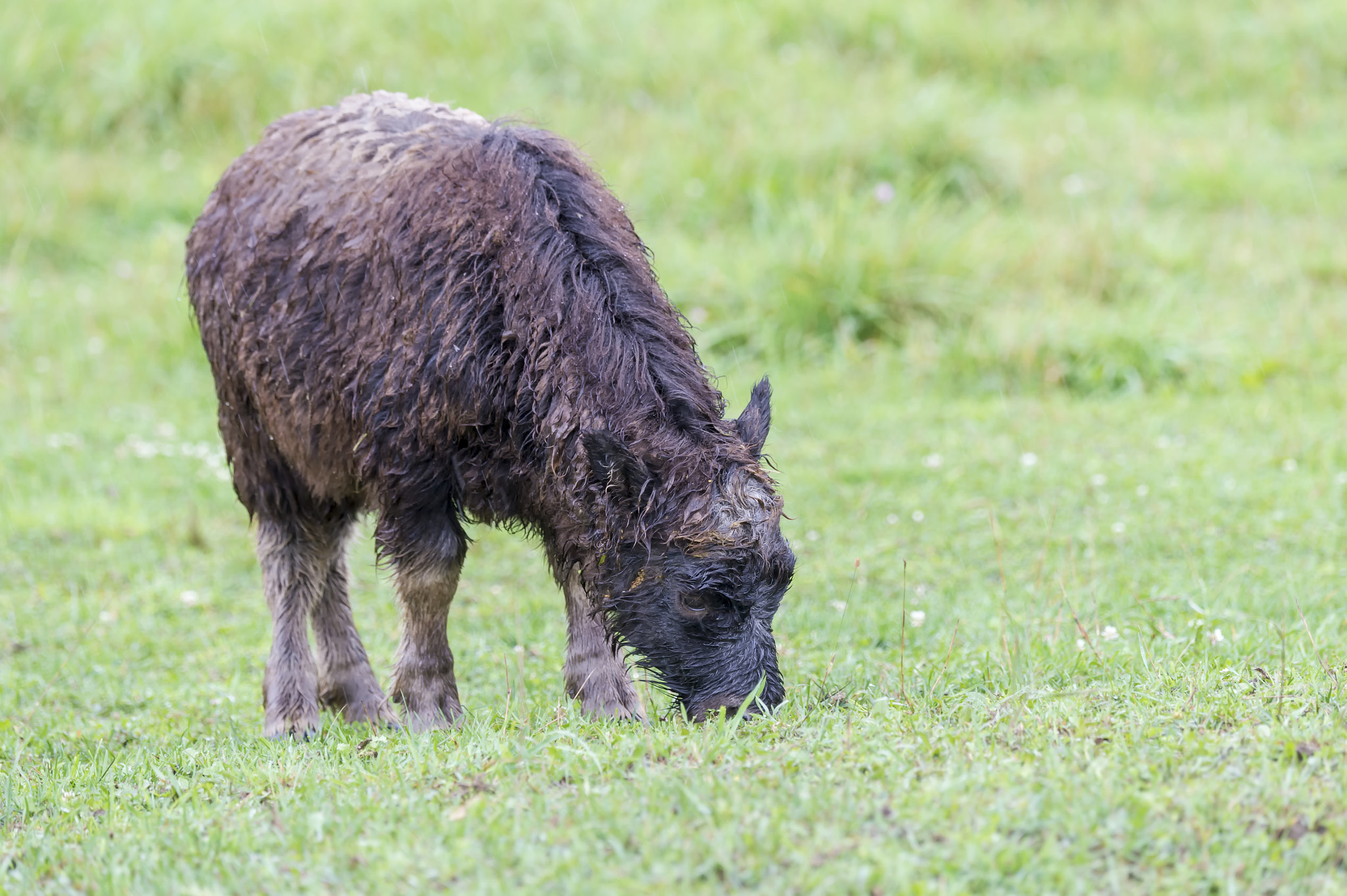 Nikon D4 sample photo. Young muskox.. photography
