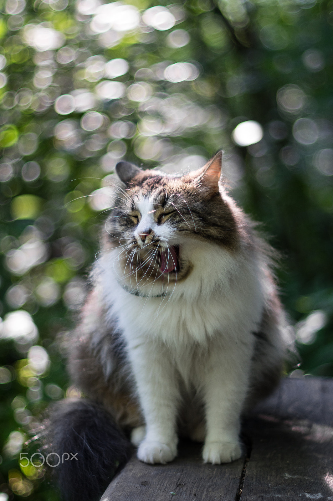 Pentax K-3 sample photo. Yawning cat photography