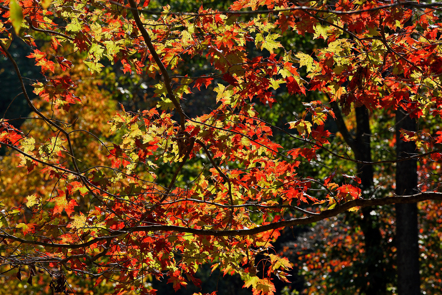 70-200mm F2.8 G SSM OSS II sample photo. Maple display photography