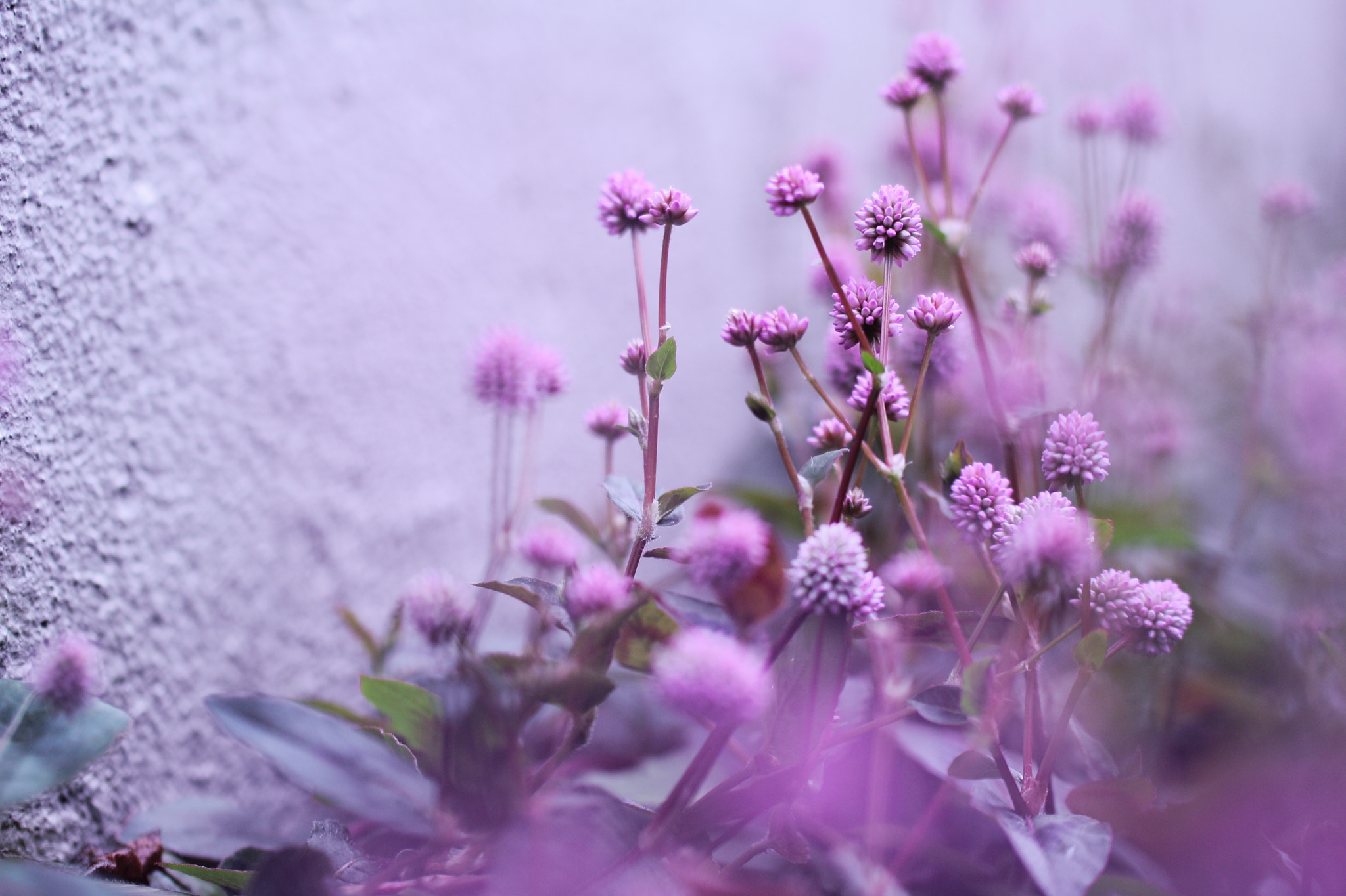 Canon EOS 60D + Tamron SP AF 60mm F2 Di II LD IF Macro sample photo. Sunday afternoon photography