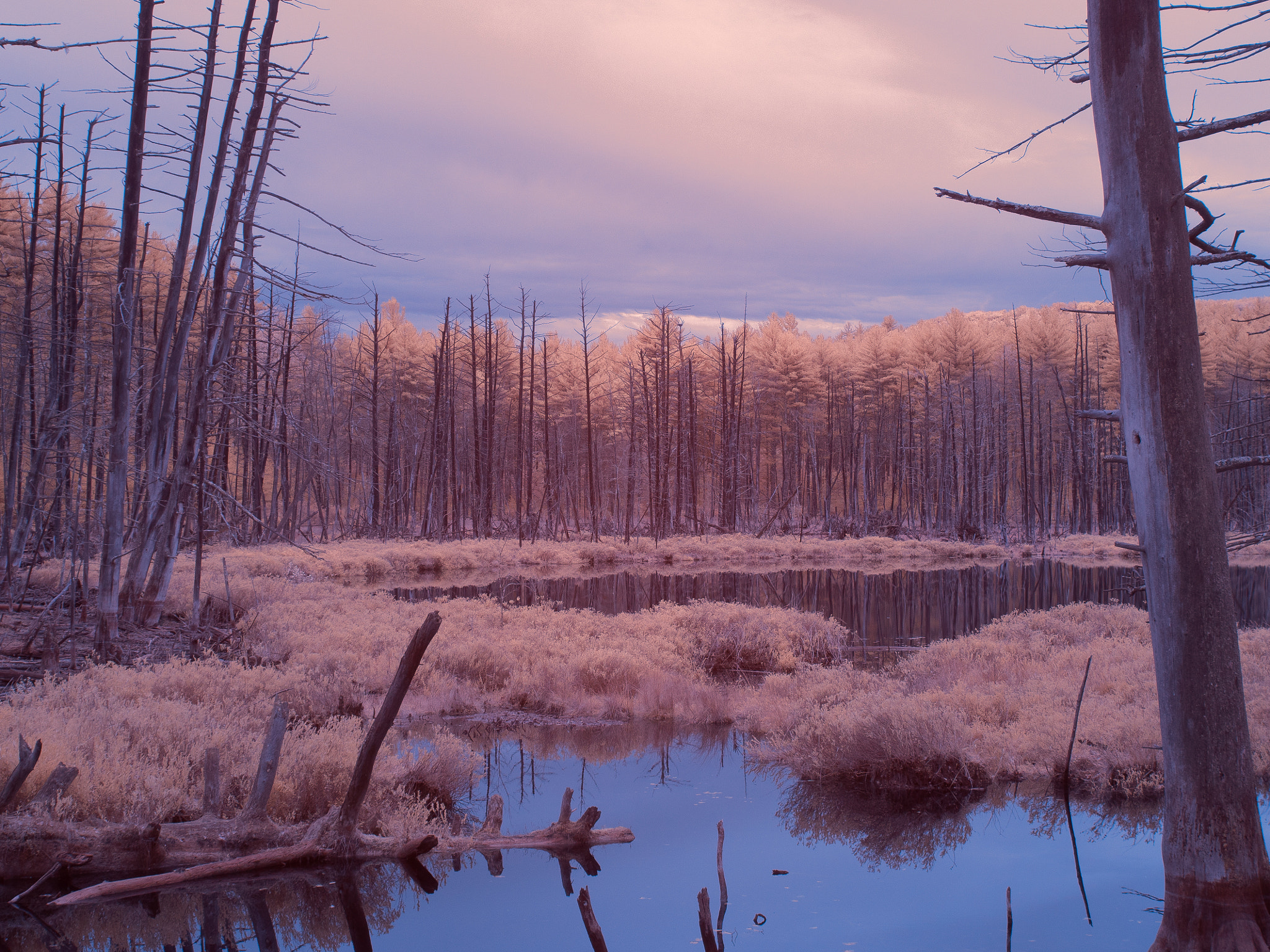Olympus PEN E-P5 sample photo. The swamp on dudley road photography