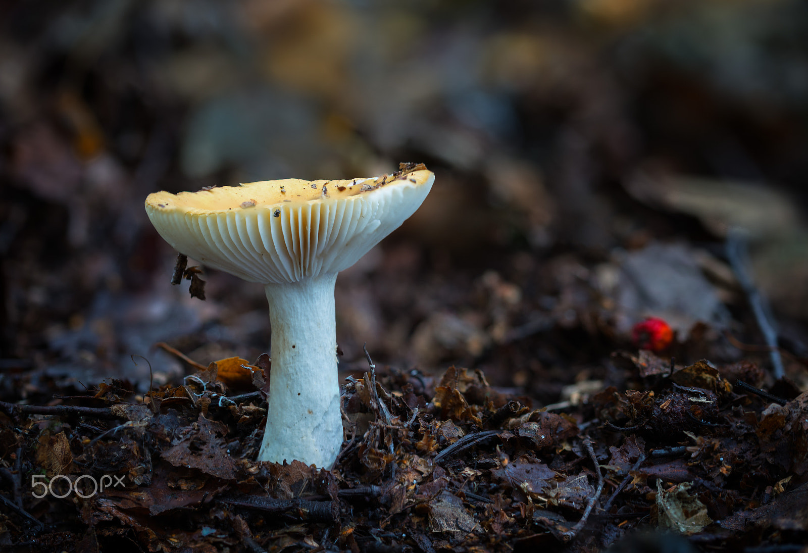 Nikon D800 sample photo. Common yellow russula (russula ochroleuca) photography
