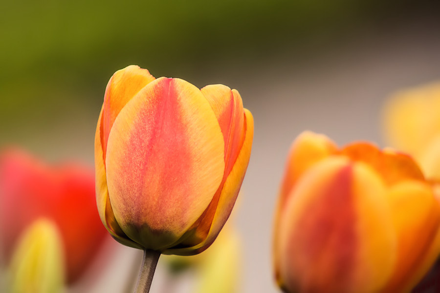 Canon EF 300mm F4L IS USM sample photo. Tulpen photography