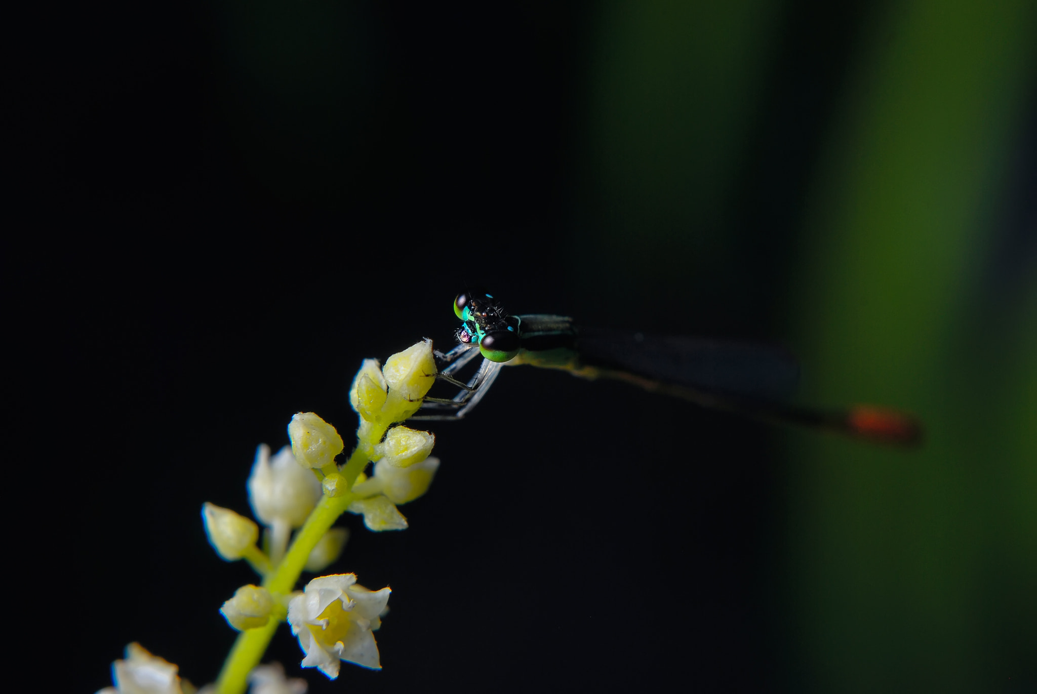 Nikon D60 sample photo. Blue dragonfly photography