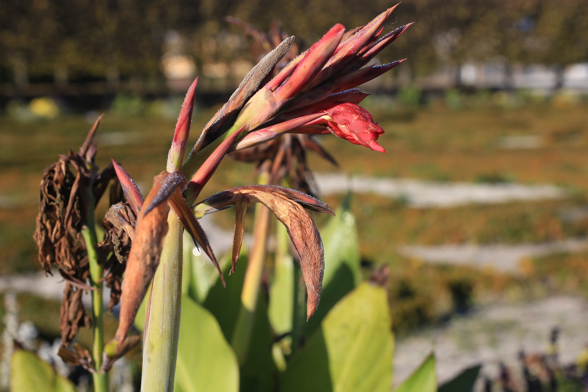 Canon EOS 6D + Sigma 50mm f/2.8 EX sample photo. Fading away photography