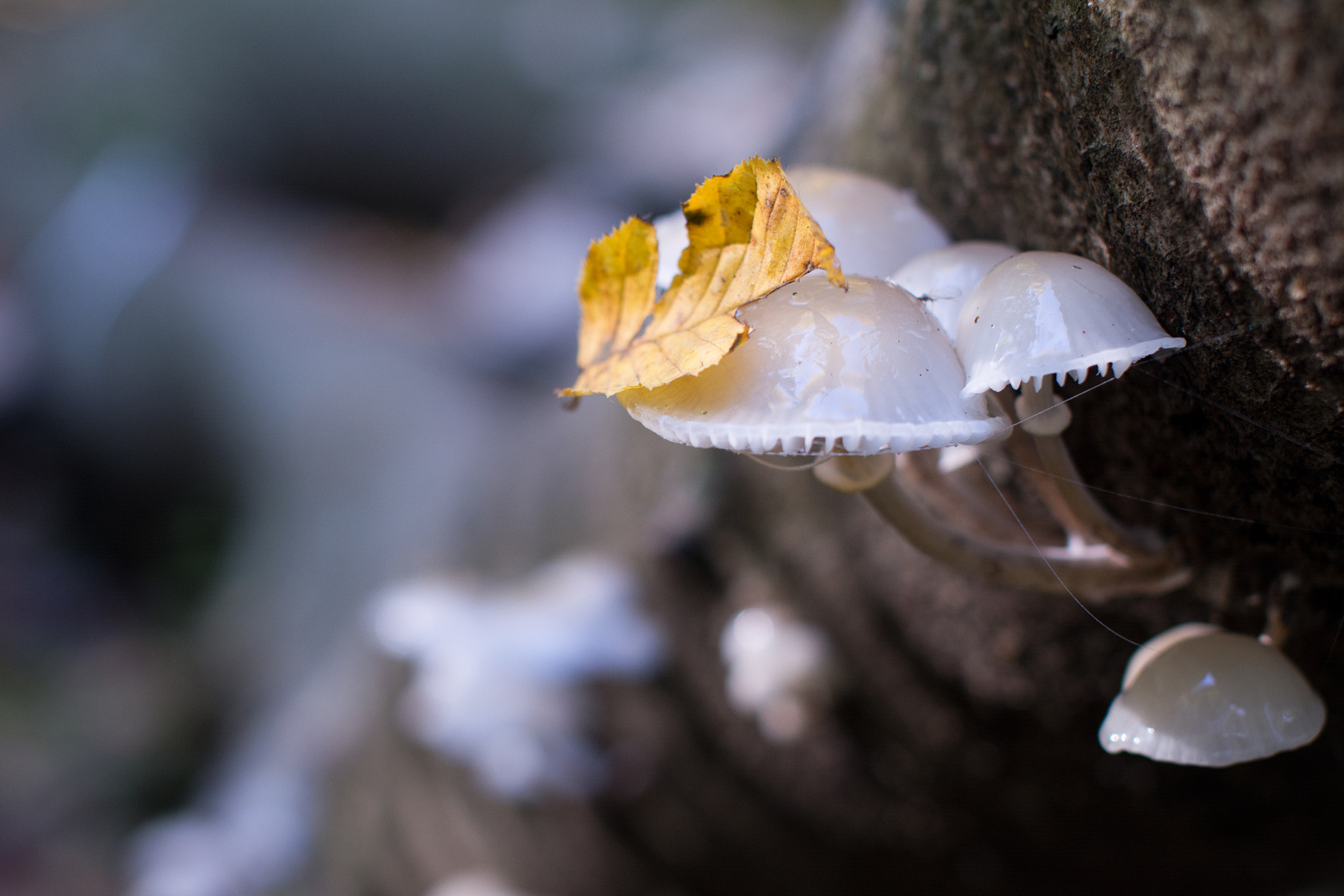 Sigma 50mm F1.4 EX DG HSM sample photo. Pilz photography