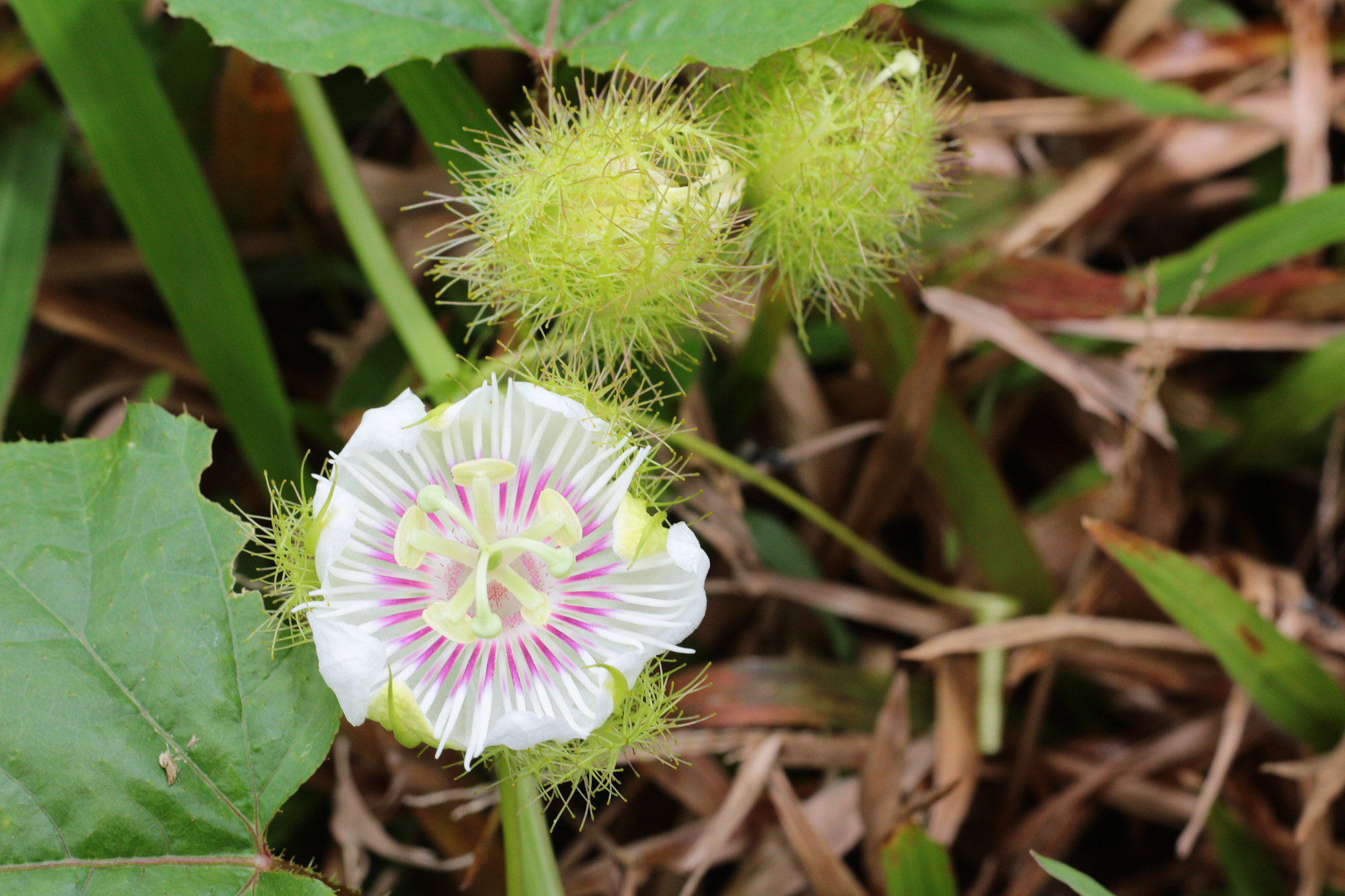Canon EOS 700D (EOS Rebel T5i / EOS Kiss X7i) sample photo. Img photography