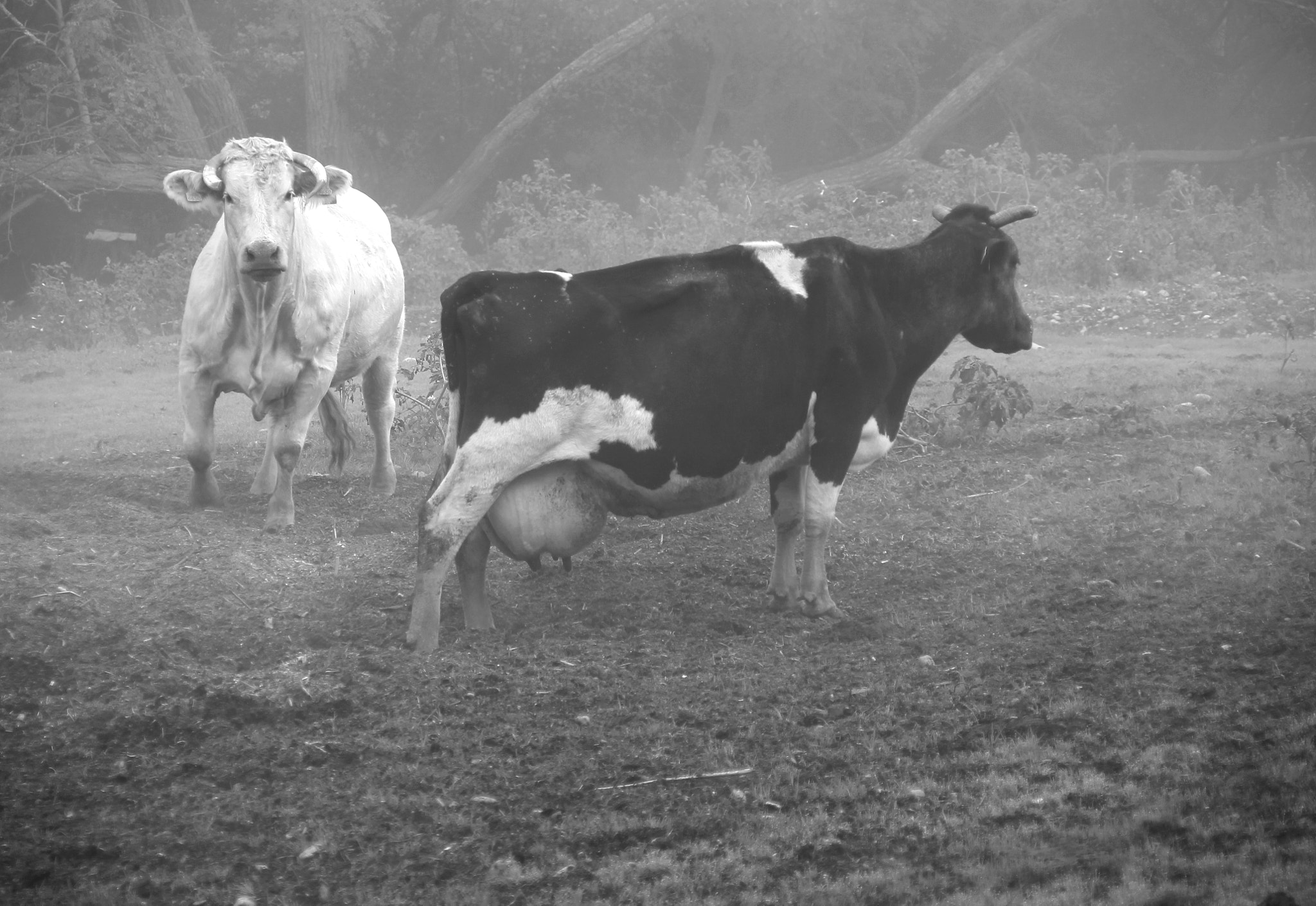 Canon EOS 1100D (EOS Rebel T3 / EOS Kiss X50) + Canon TS-E 90mm F2.8 Tilt-Shift sample photo. Posing cows photography