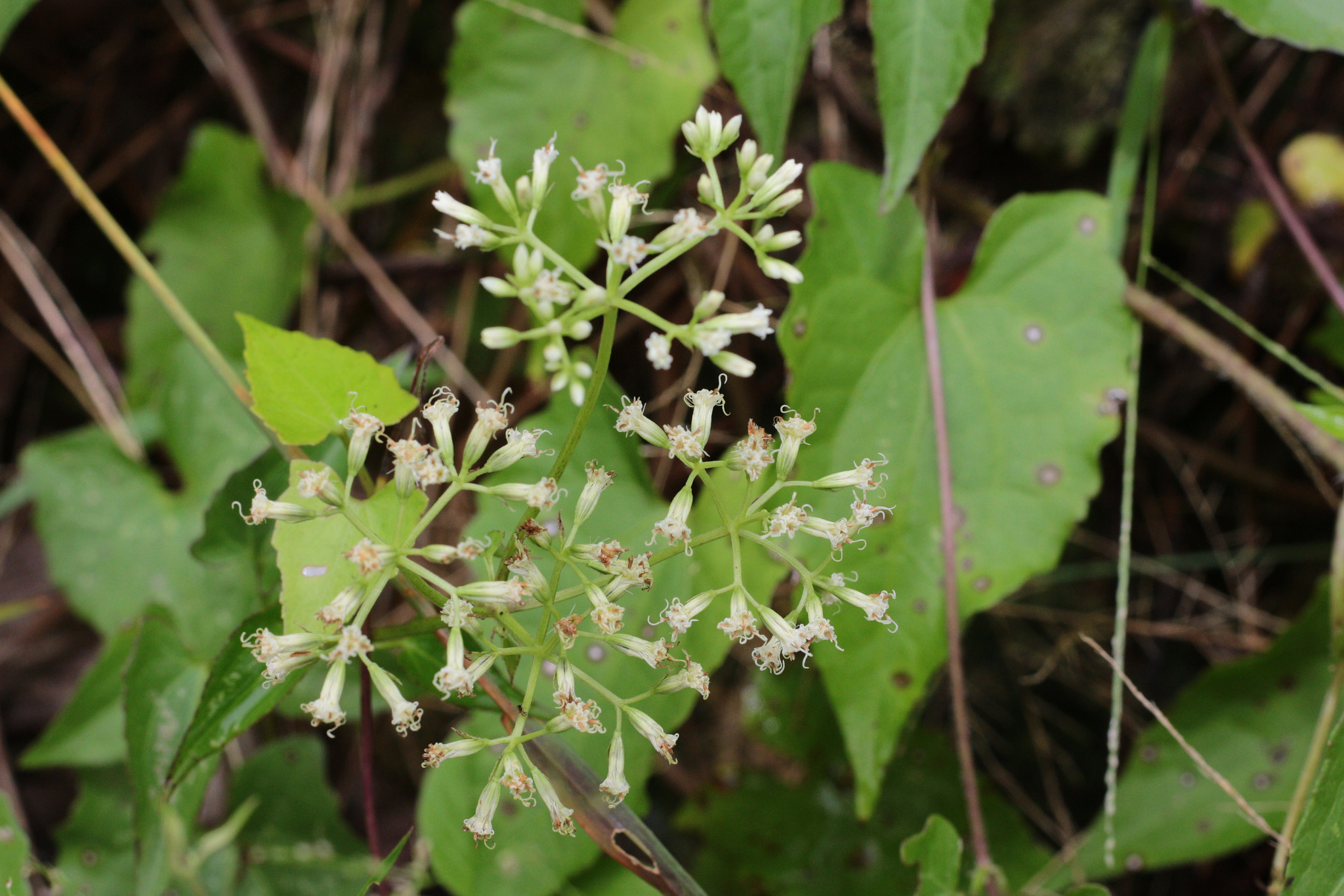 Canon EOS 700D (EOS Rebel T5i / EOS Kiss X7i) sample photo. Img photography