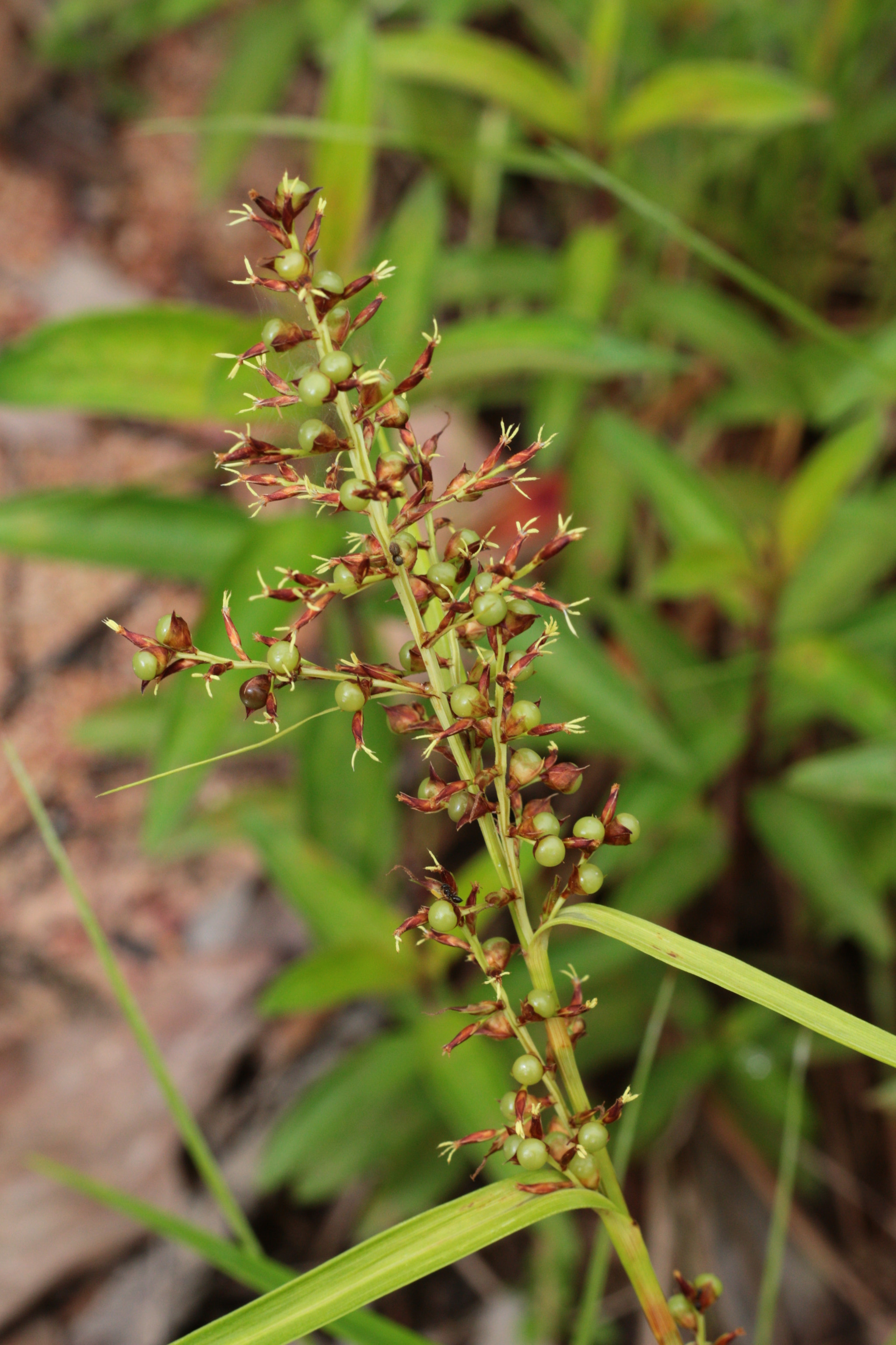 Canon EOS 700D (EOS Rebel T5i / EOS Kiss X7i) sample photo. Img photography