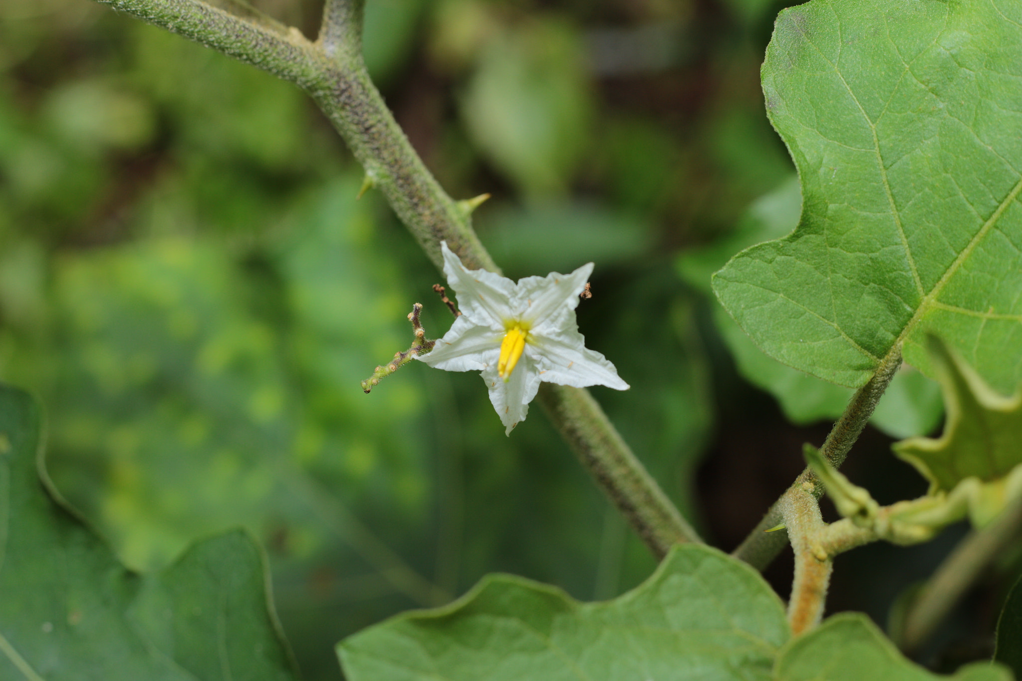 Canon EOS 700D (EOS Rebel T5i / EOS Kiss X7i) sample photo. Img photography