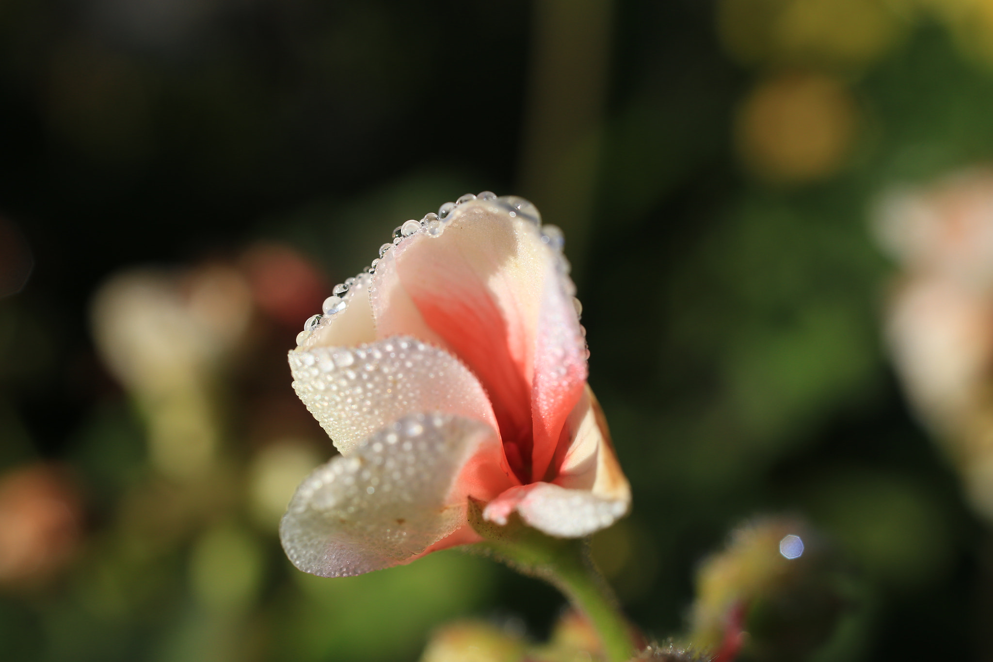 Canon EOS 6D + Sigma 50mm f/2.8 EX sample photo. Pearls photography