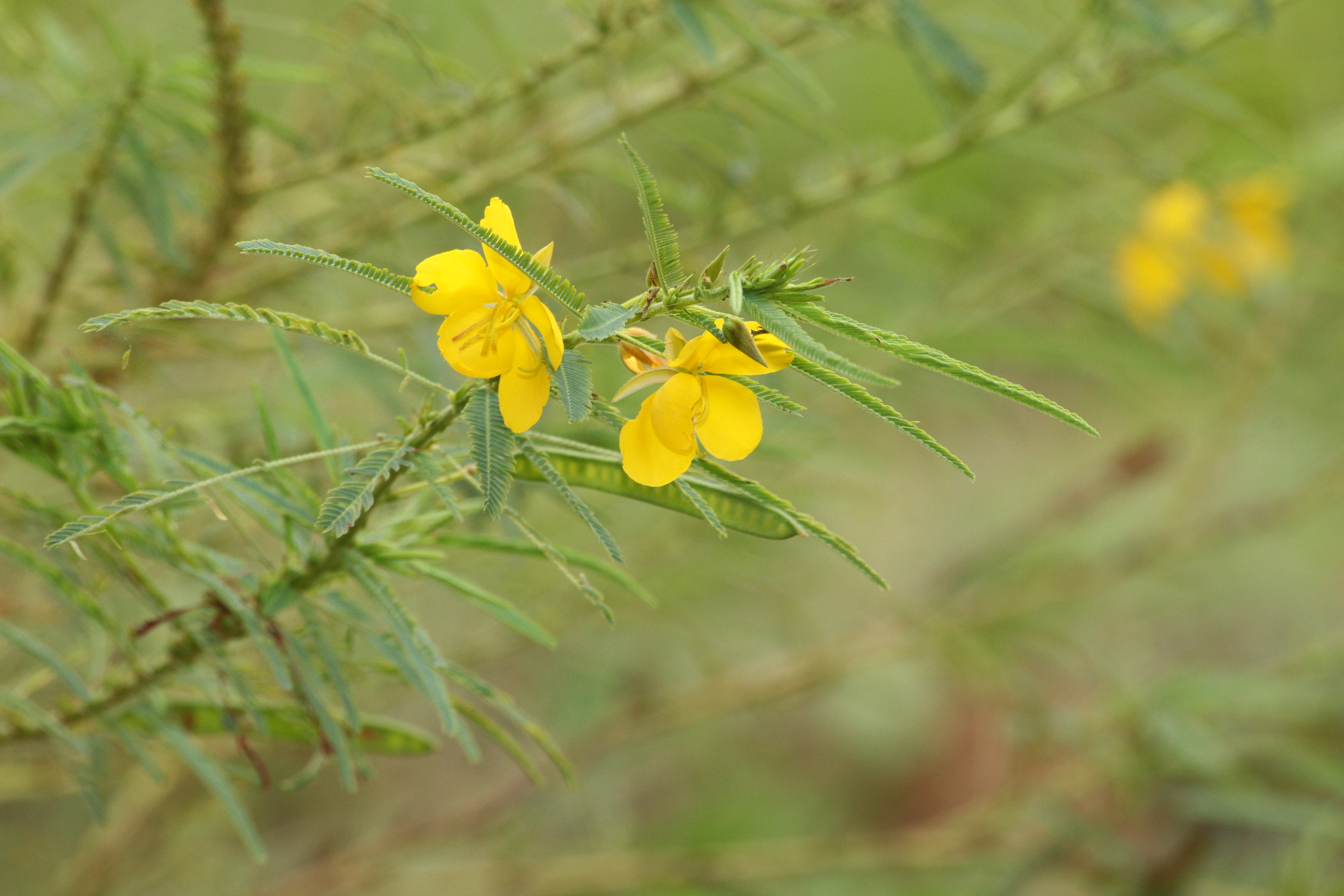 Canon EOS 700D (EOS Rebel T5i / EOS Kiss X7i) sample photo. Img photography