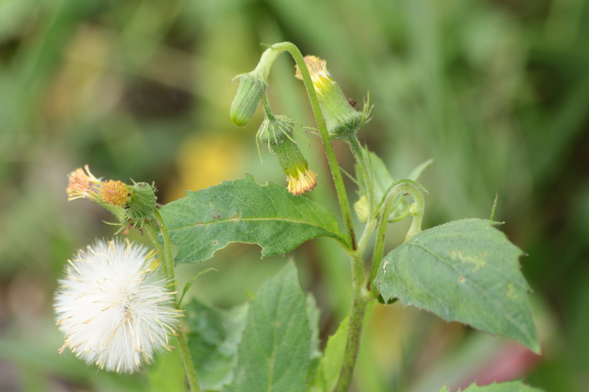 Canon EOS 700D (EOS Rebel T5i / EOS Kiss X7i) sample photo. Img photography