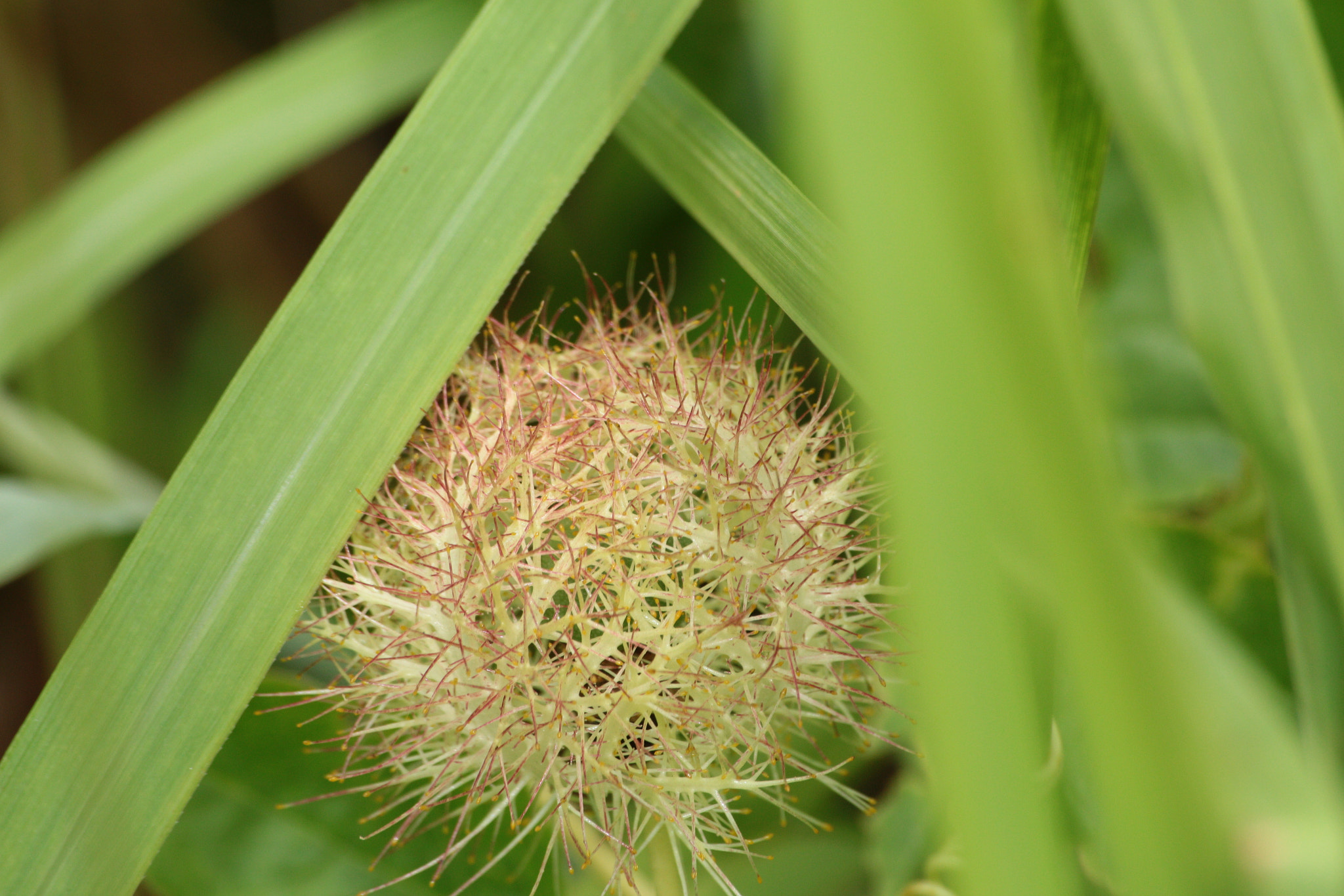 Canon EOS 700D (EOS Rebel T5i / EOS Kiss X7i) sample photo. Img photography