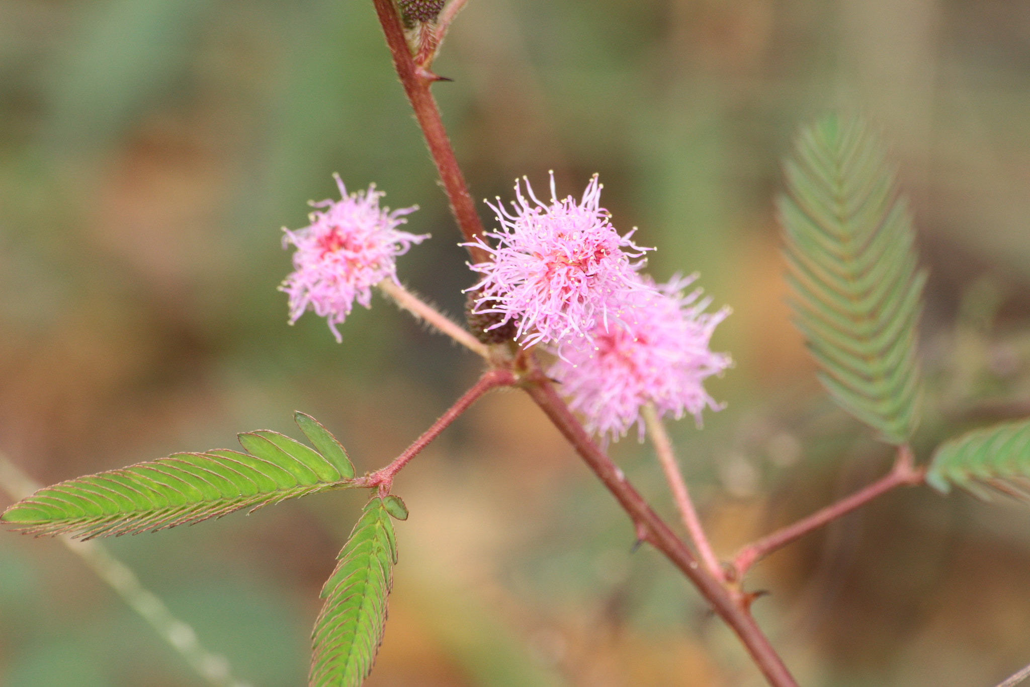Canon EOS 700D (EOS Rebel T5i / EOS Kiss X7i) sample photo. Img photography