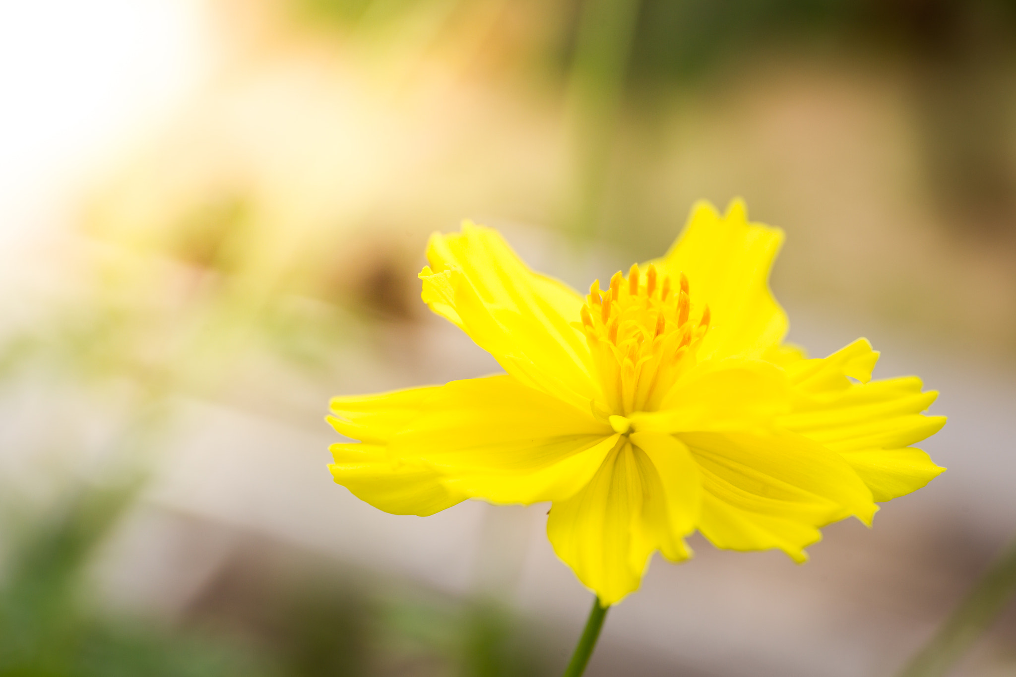 Canon EOS-1D Mark IV sample photo. Flower photography