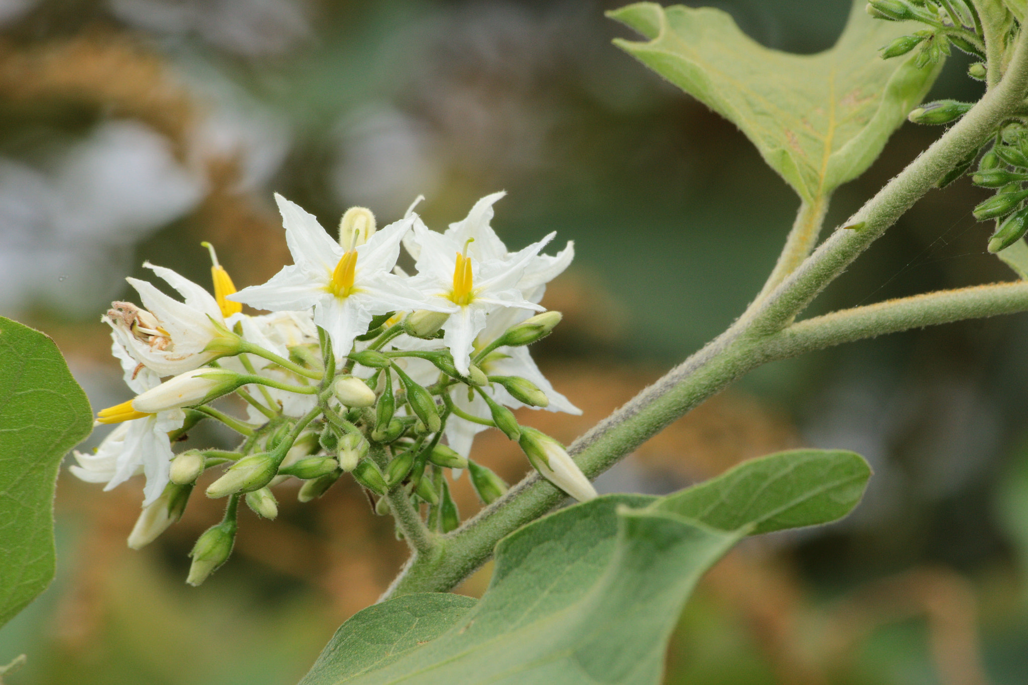 Canon EOS 700D (EOS Rebel T5i / EOS Kiss X7i) sample photo. Img photography